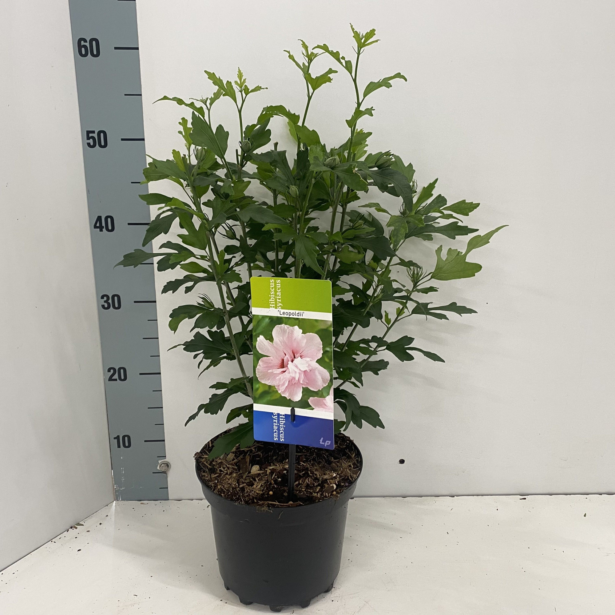 Hibiscus syr. 'Leopoldii', D 19 cm