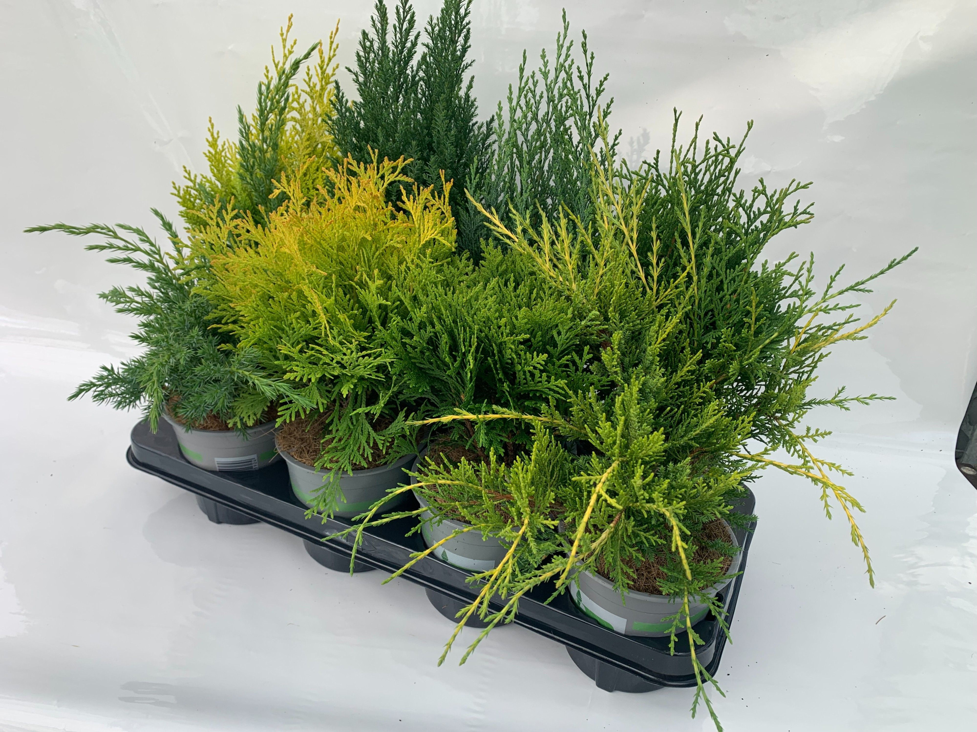 coniferen mix, D 13 cm