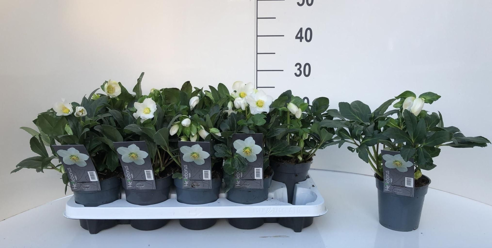 Helleborus niger 'Christmas Carol' XL, D 12 cm