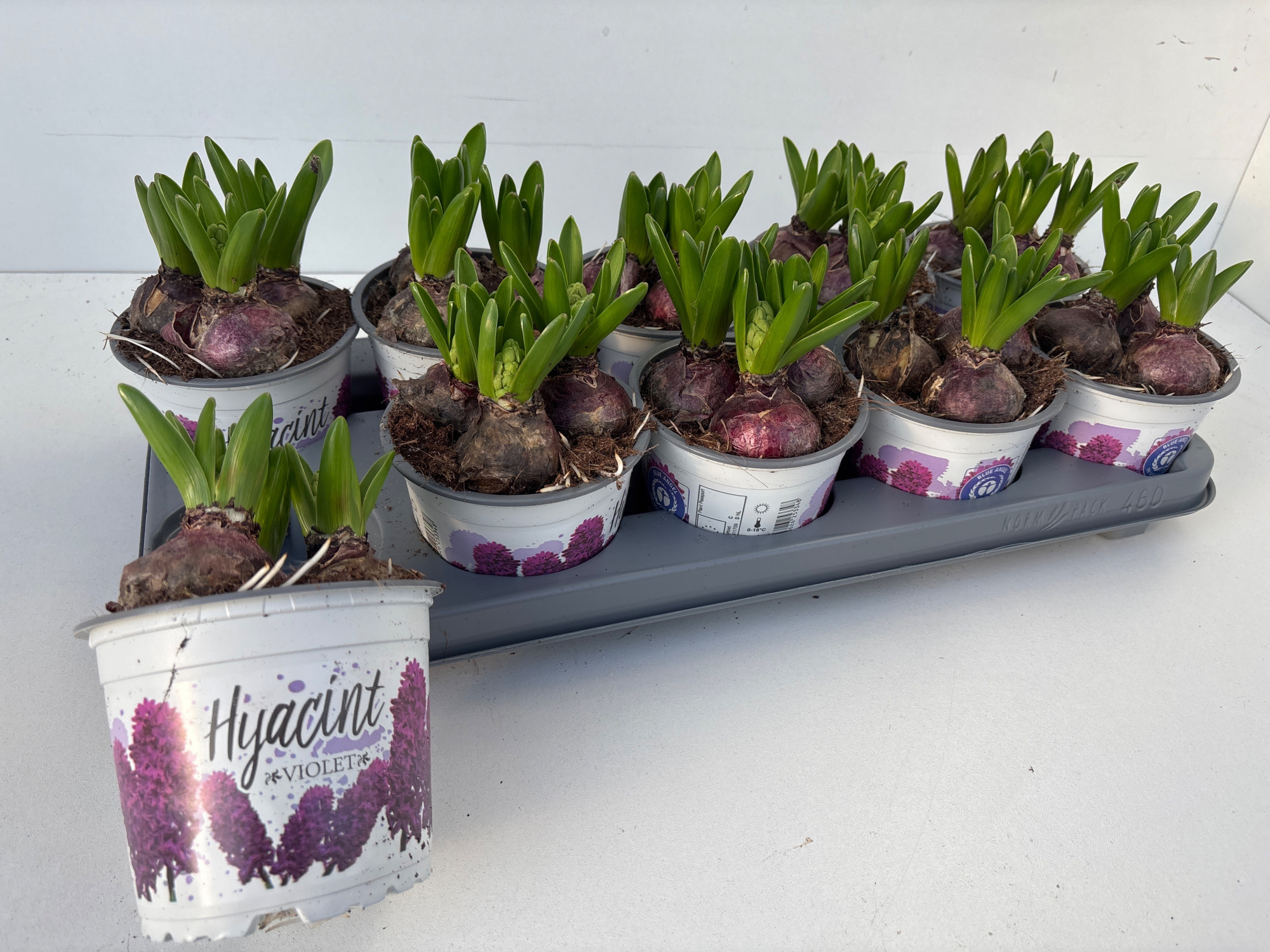 Hyacinthus violetti star, D 12