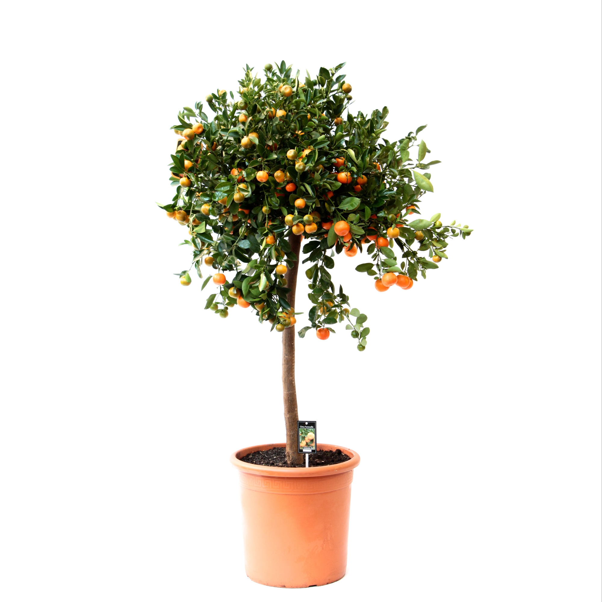 Citrus Calamondin, D 35