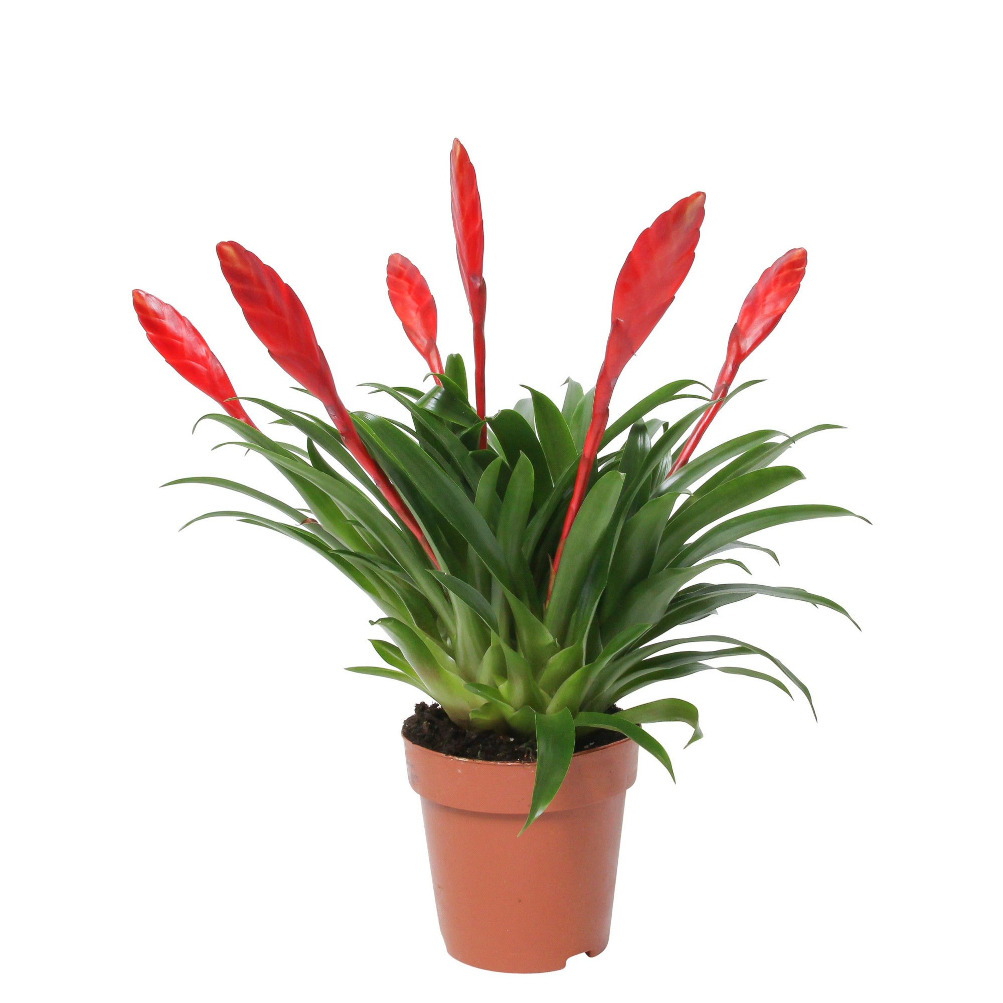 Vriesea Multiflower Conchita Rood (Met Hoes), D 12 cm