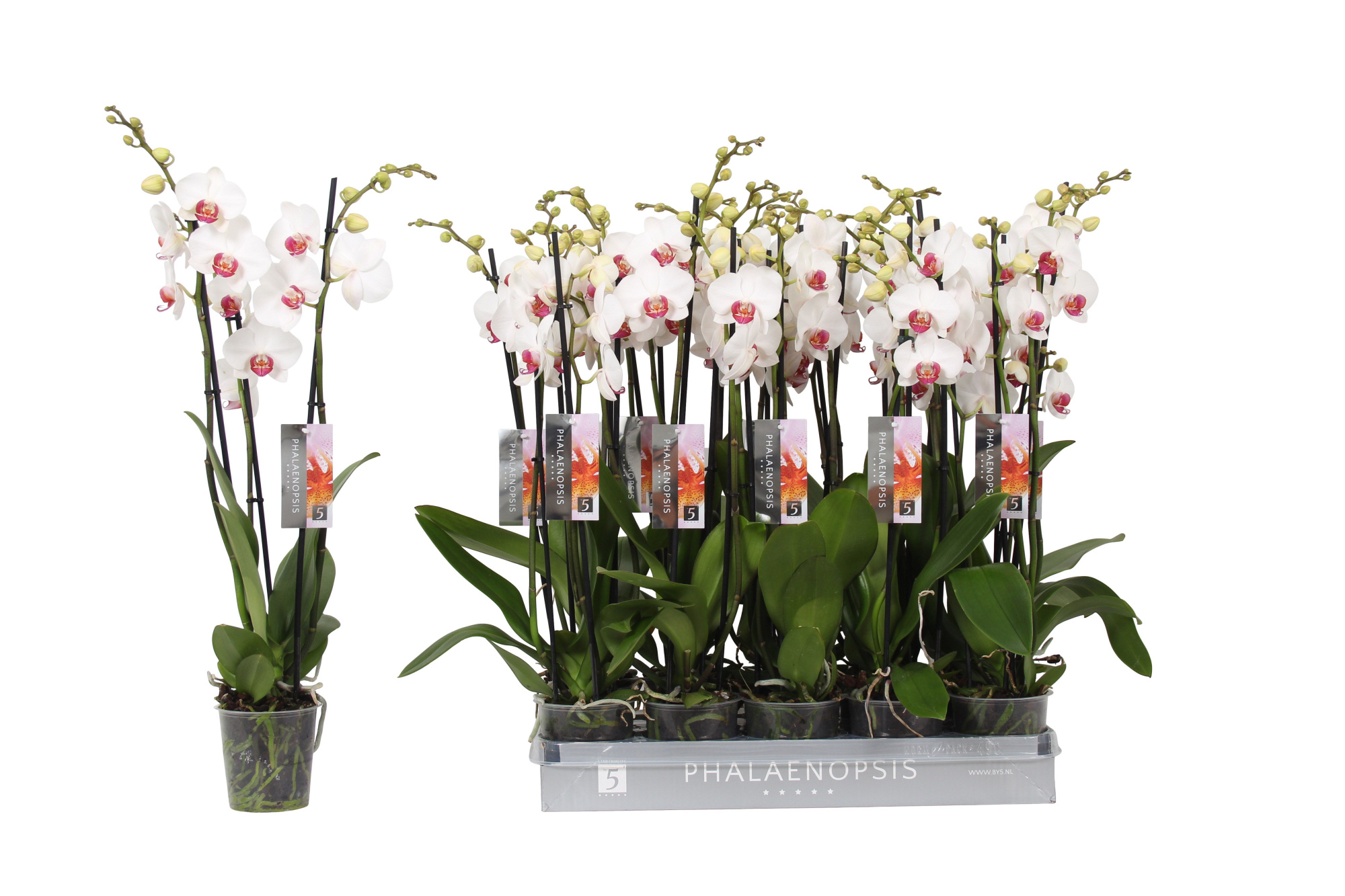 Phalaenopsis Red Lip, 3-spike 22+, D 12 cm