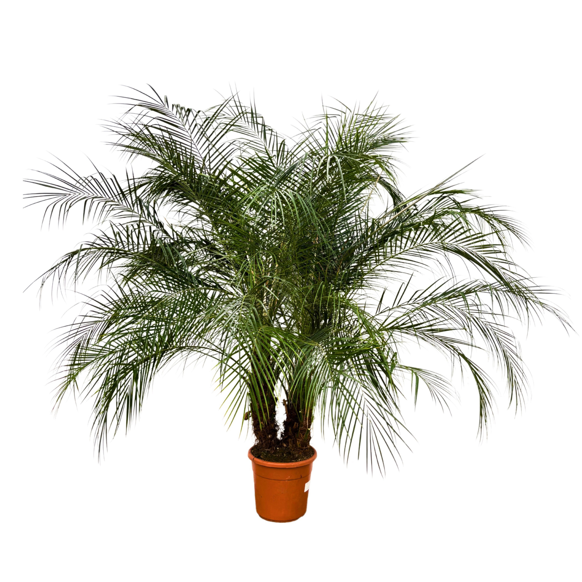 Phoenix Roebelenii multistam - 190cm, D 30 cm