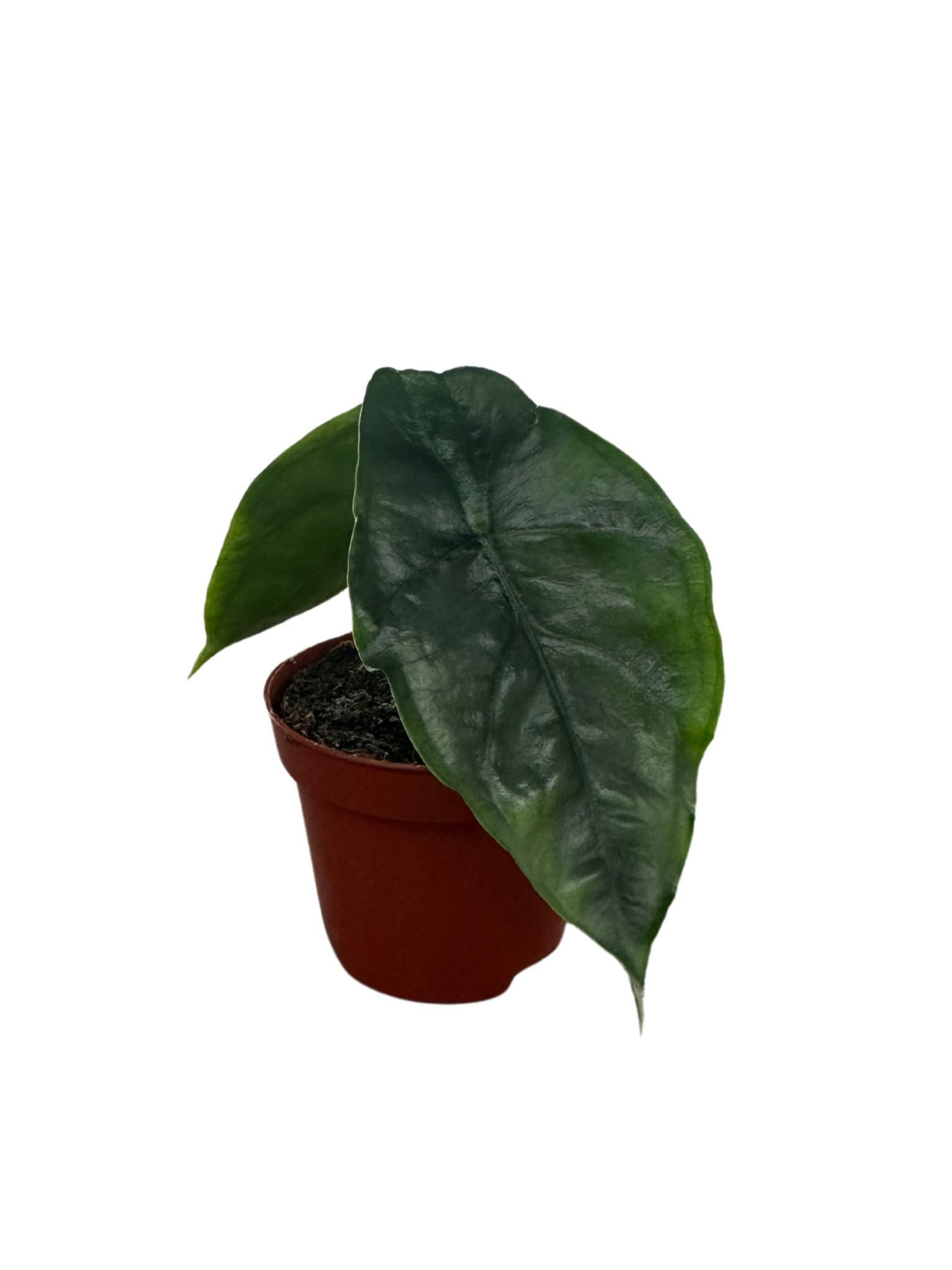 Alocasia Het. Dragons Breath, D 6 cm