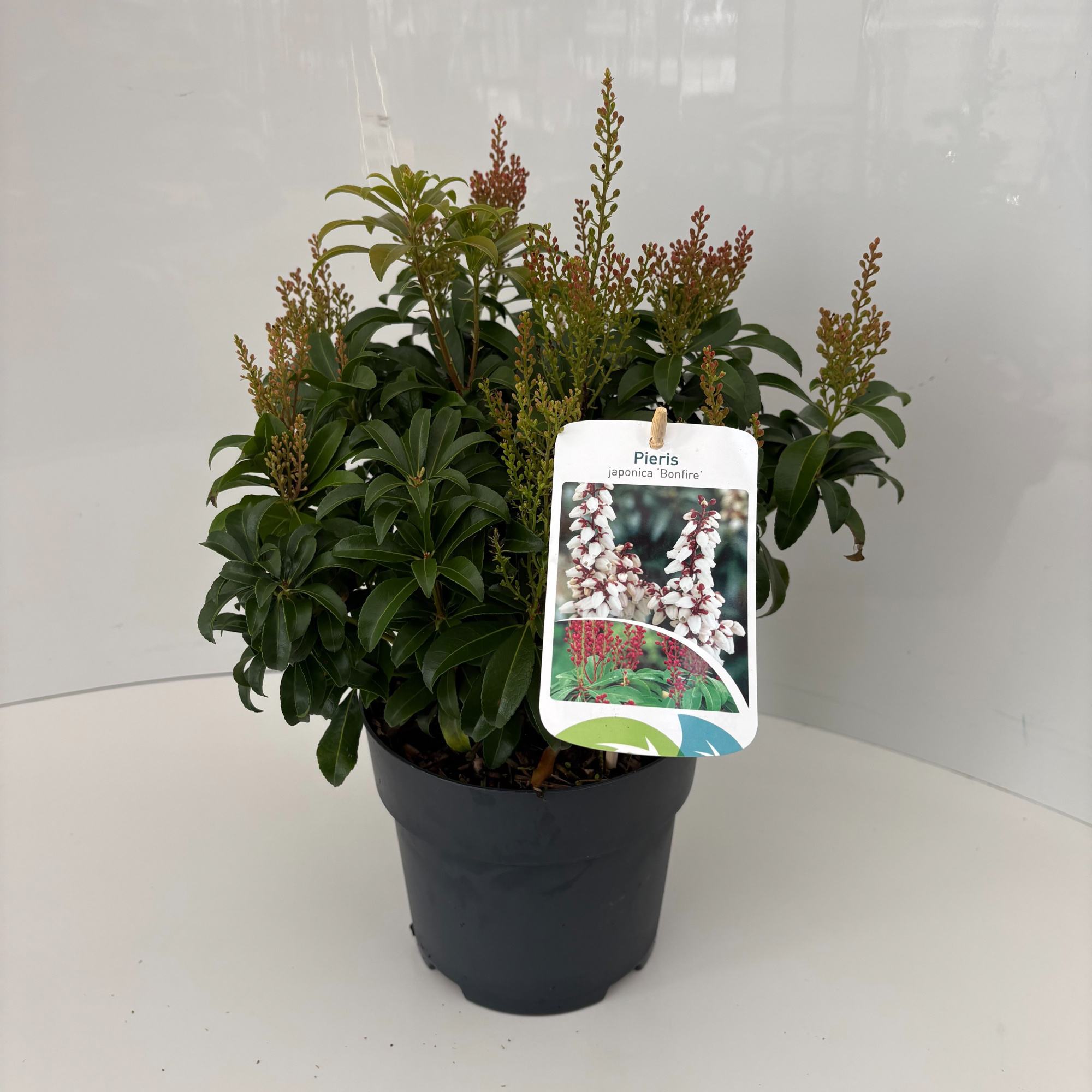 Pieris japonica 'Bonfire', D 17