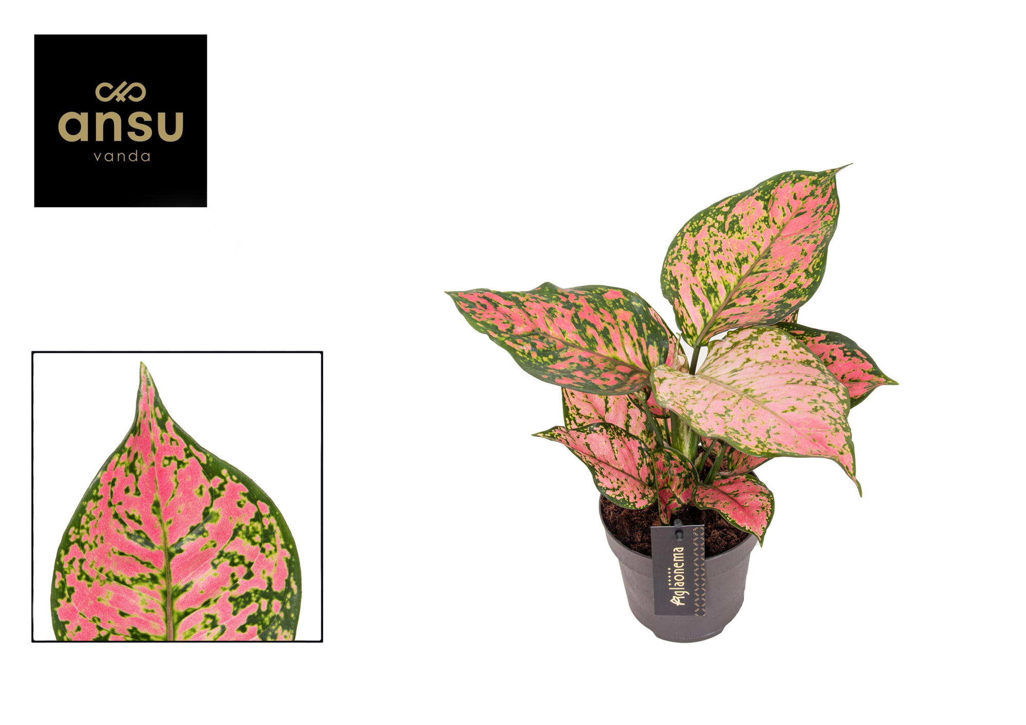 Aglaonema Crimson Love, D 12