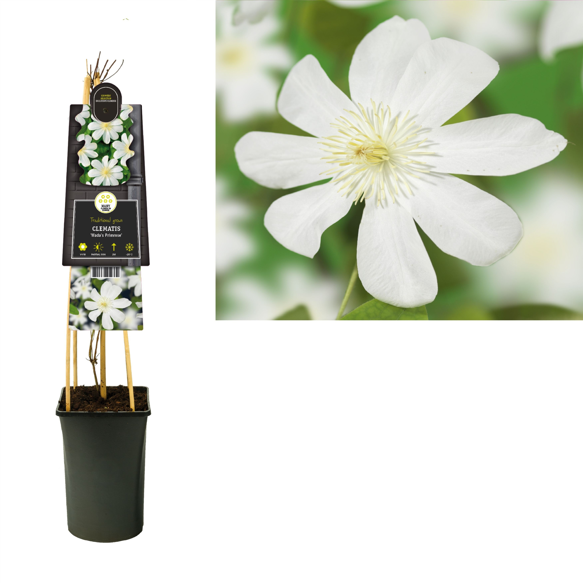 Clematis 'Wada's Primrose' +3.0 label, D 17