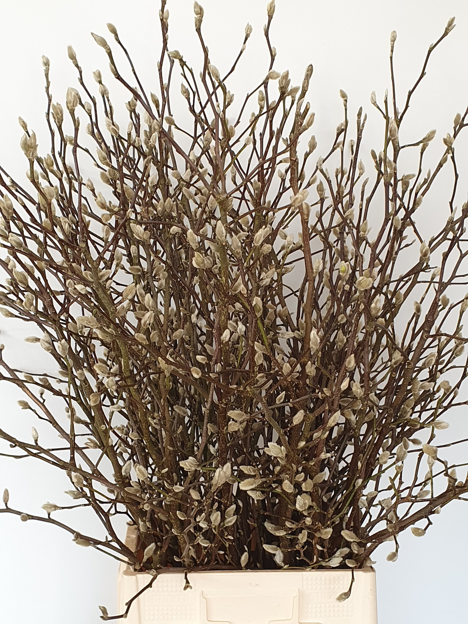 Магнолия Овериг 100, шт.