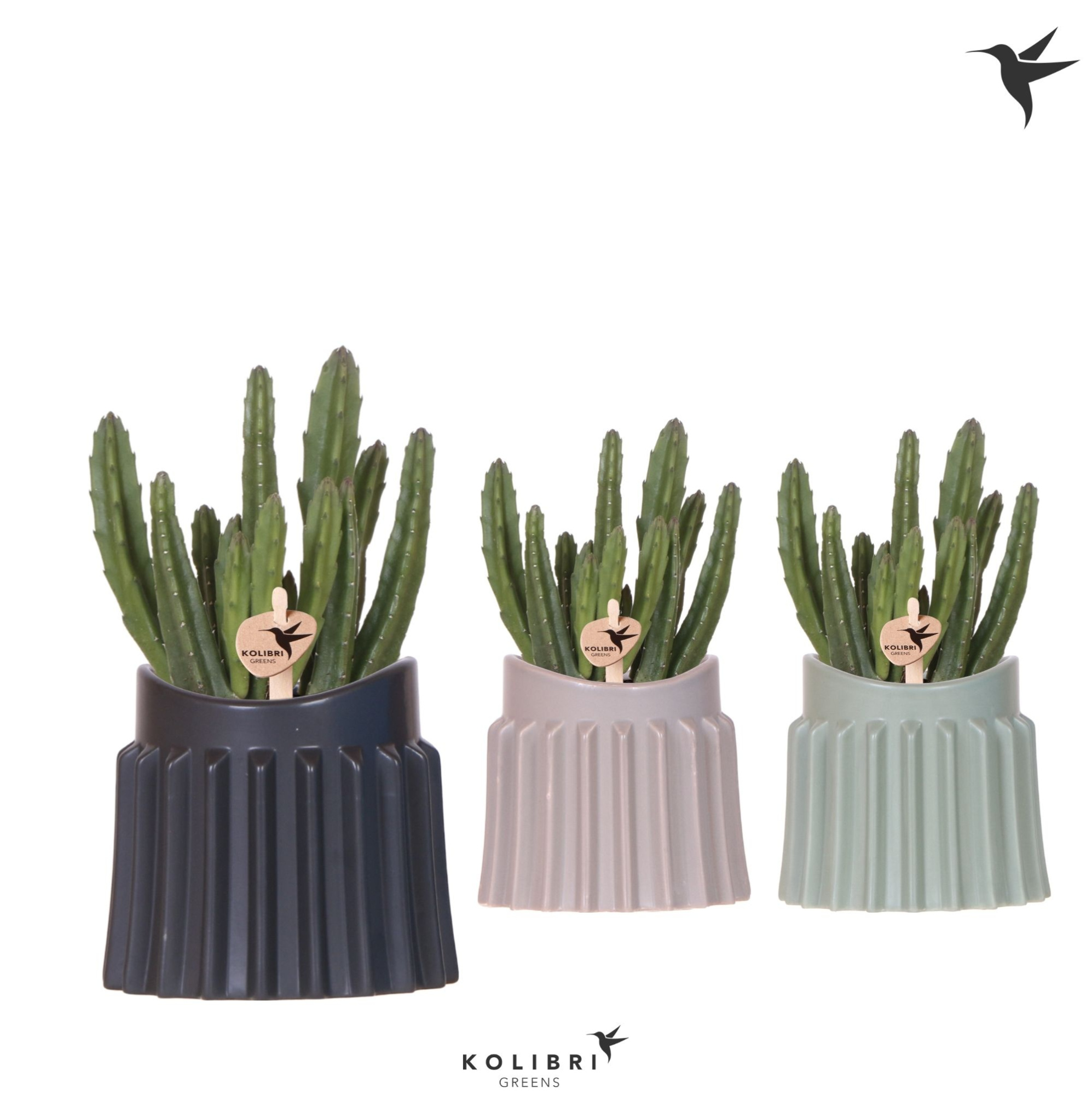 Kolibri Greens Stapelia Leendertziae in Raw pot mix, D 9 cm