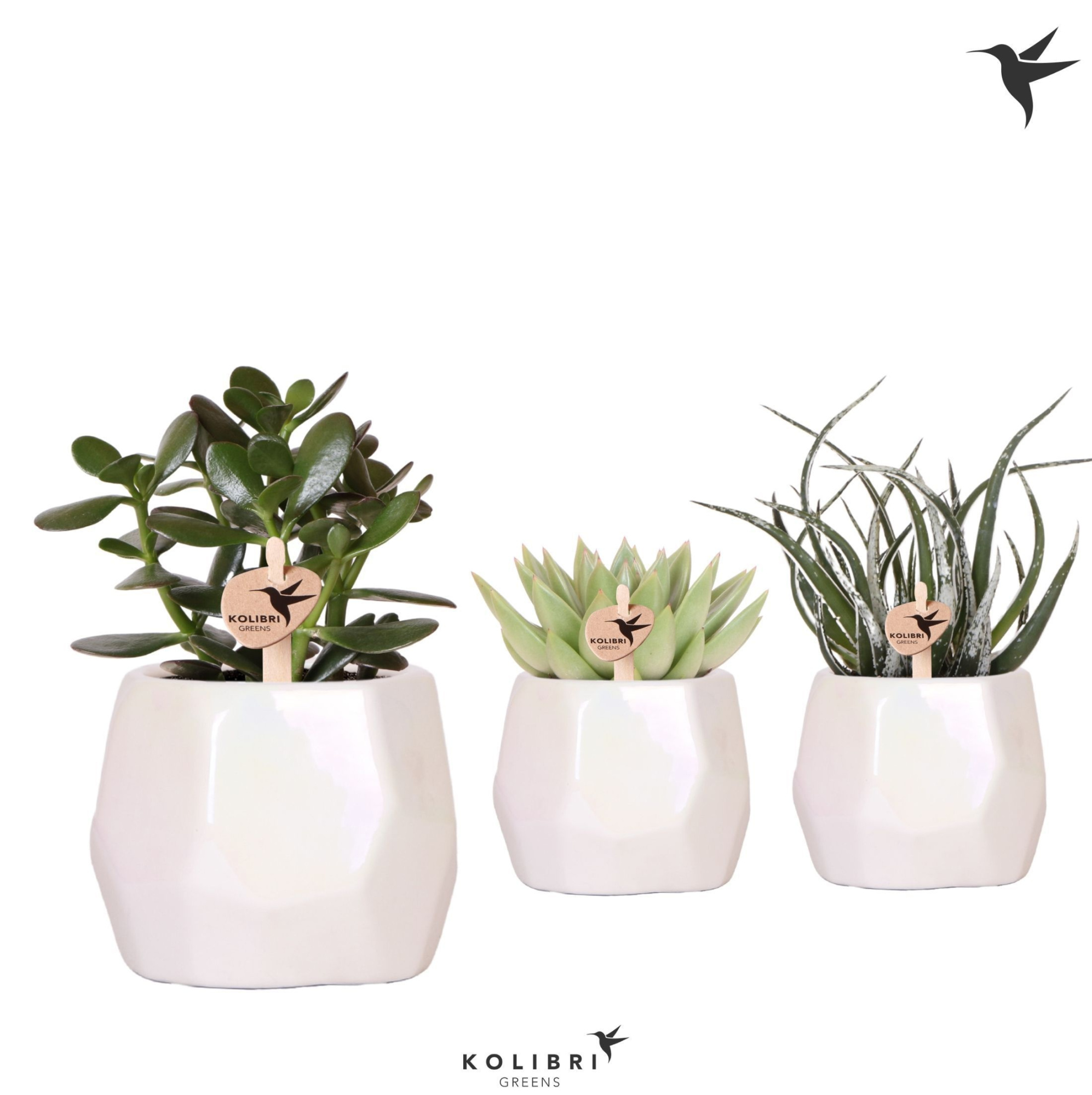 Kolibri Greens Succulenten mix in Pearl pot travertine, D 9 cm