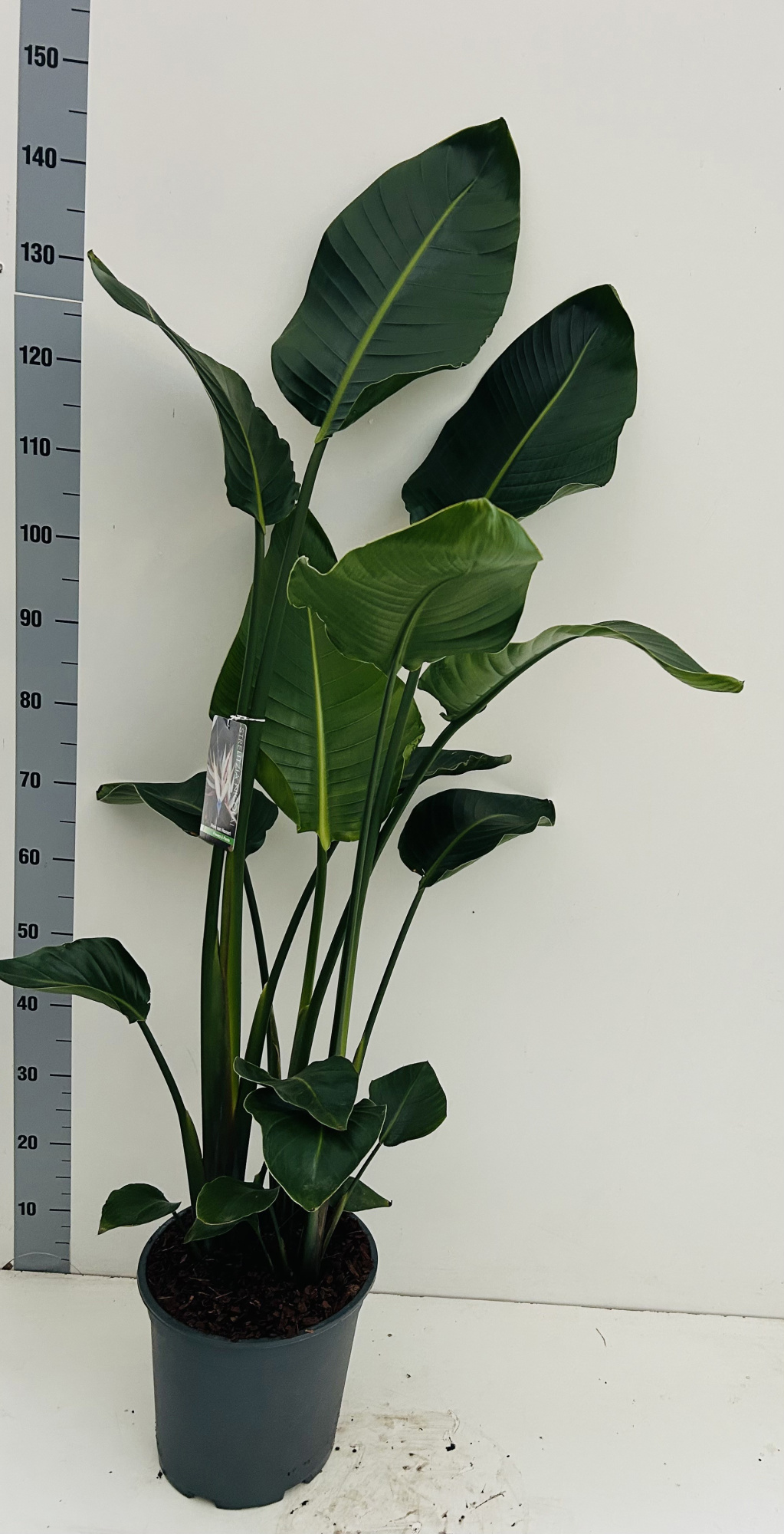 Strelitzia Nicolai 3 planten per pot, D 27