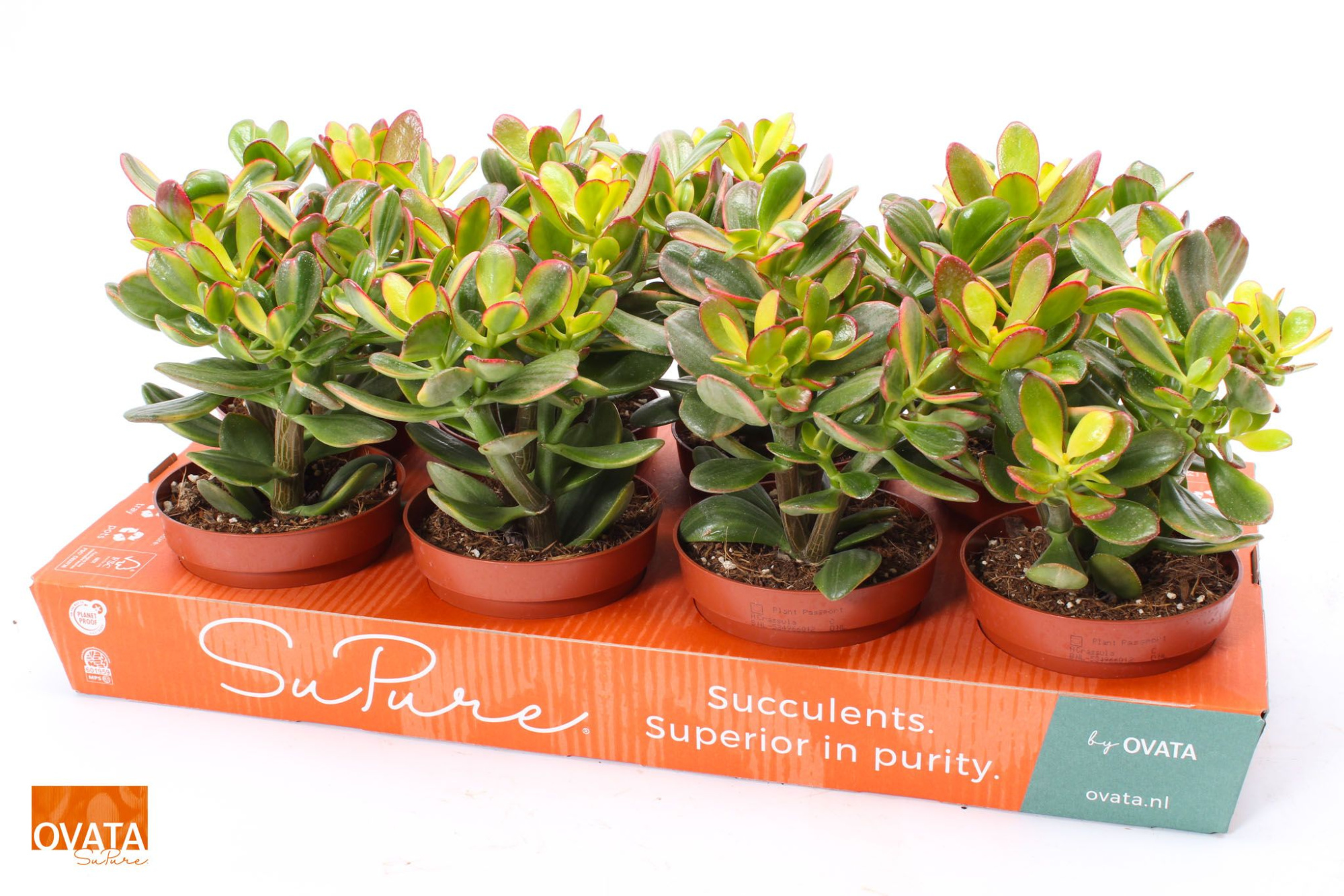 Crassula sunset magic 12 WOODS, D 12 cm