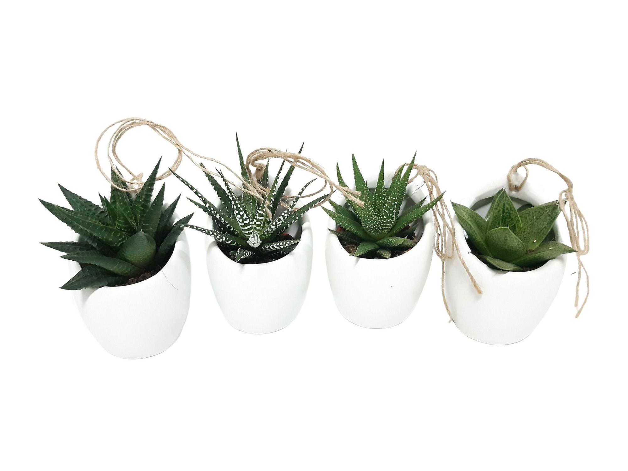 427 Mini hangpotje wit succulentmix, D 7,5 cm