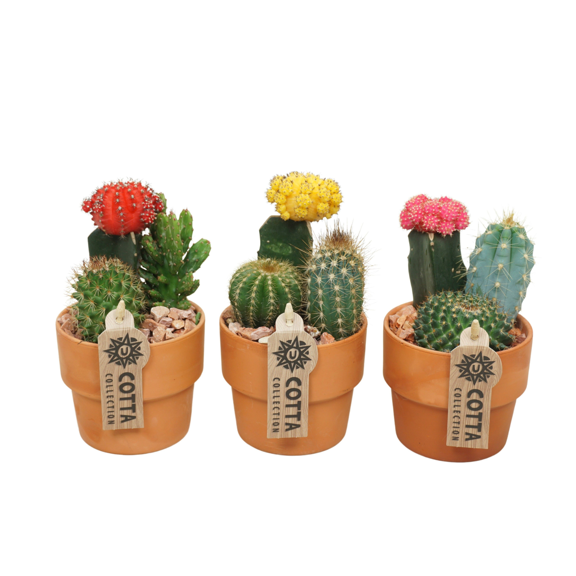 Cactus-Gymno arrangement in 10 cm 'Terracotta Kraagpot', D 10 cm