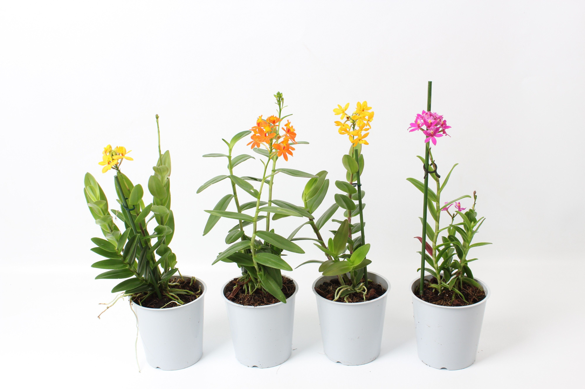 Epidendrum A2 kort, D 12