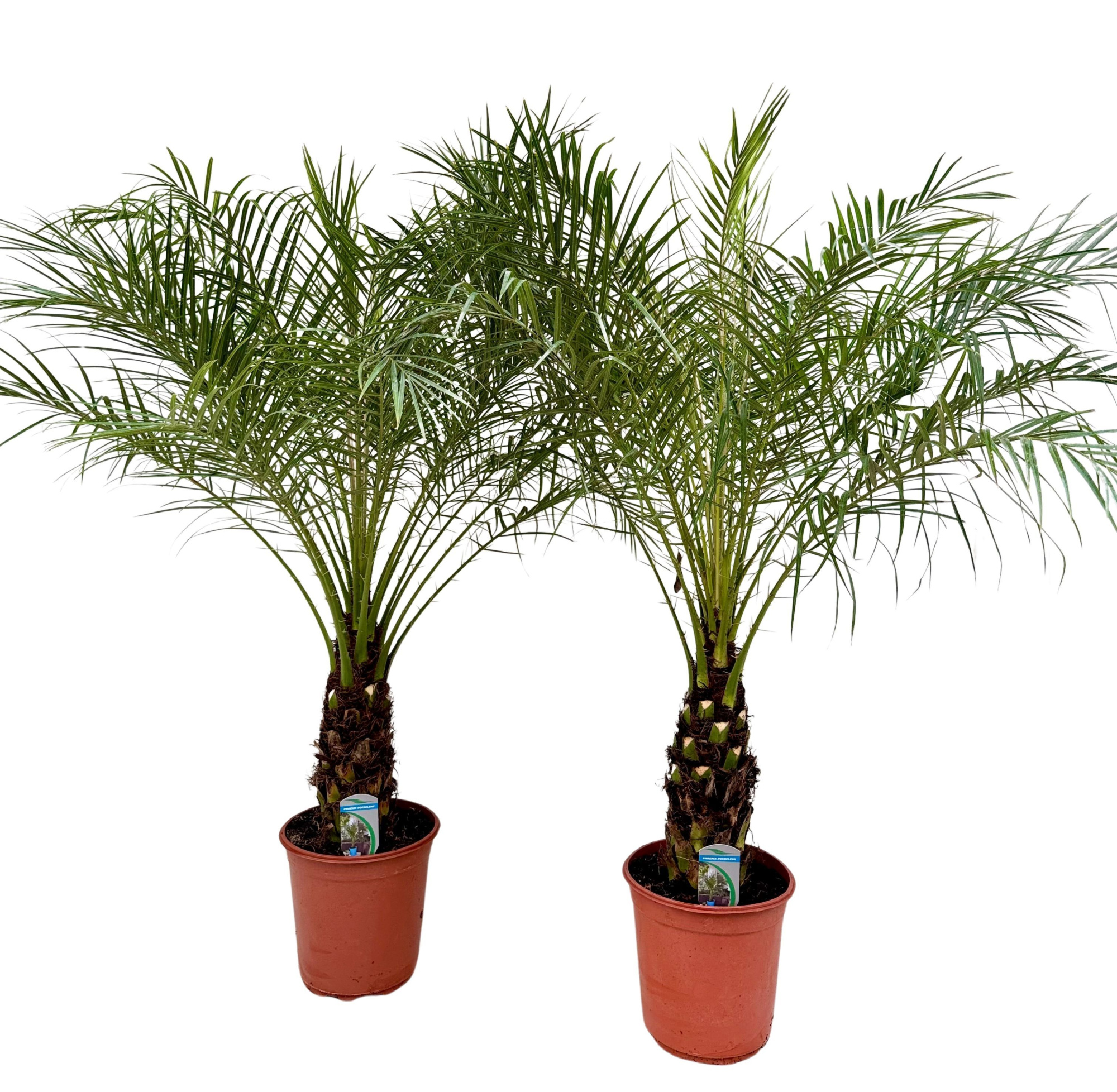 Phoenix roebelenii P24, D 24 cm