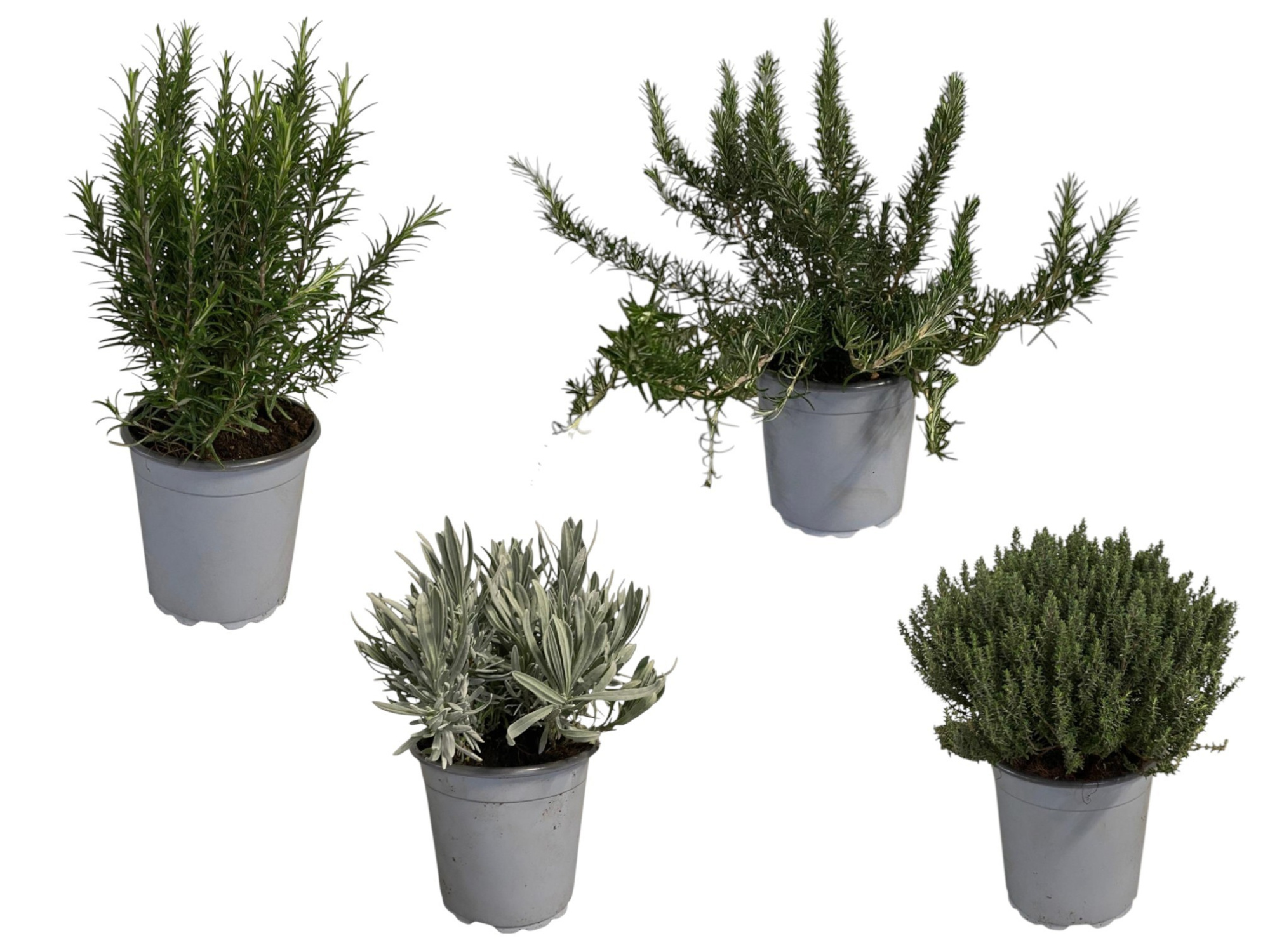 Italiaanse tuinkruiden gemengd - struik, D 17