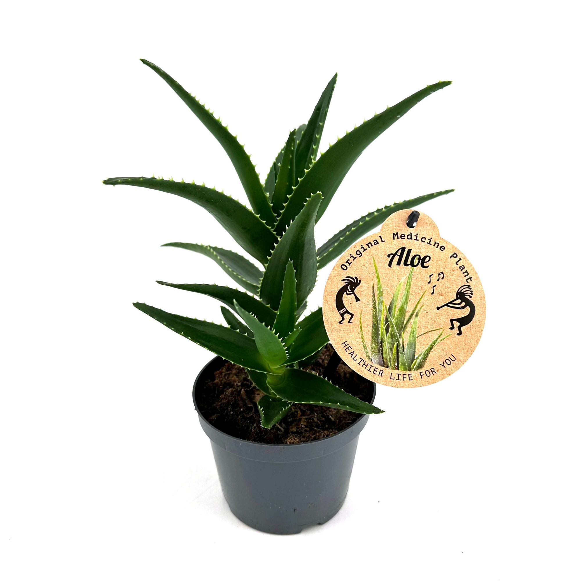 Aloe Mitriformis 12 cm, D 12 cm