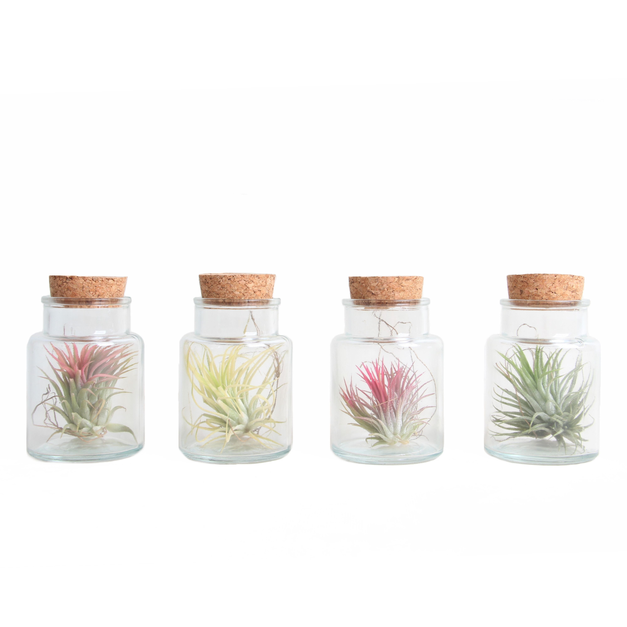 Tillandsia Ionantha in Glas met Dop, D 7 cm