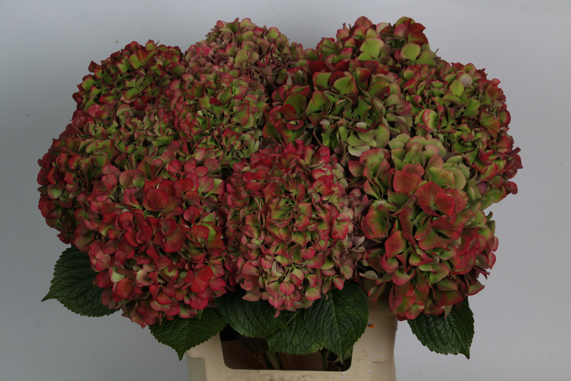 Гортензия Глоуин Альпс Классик 65, шт.