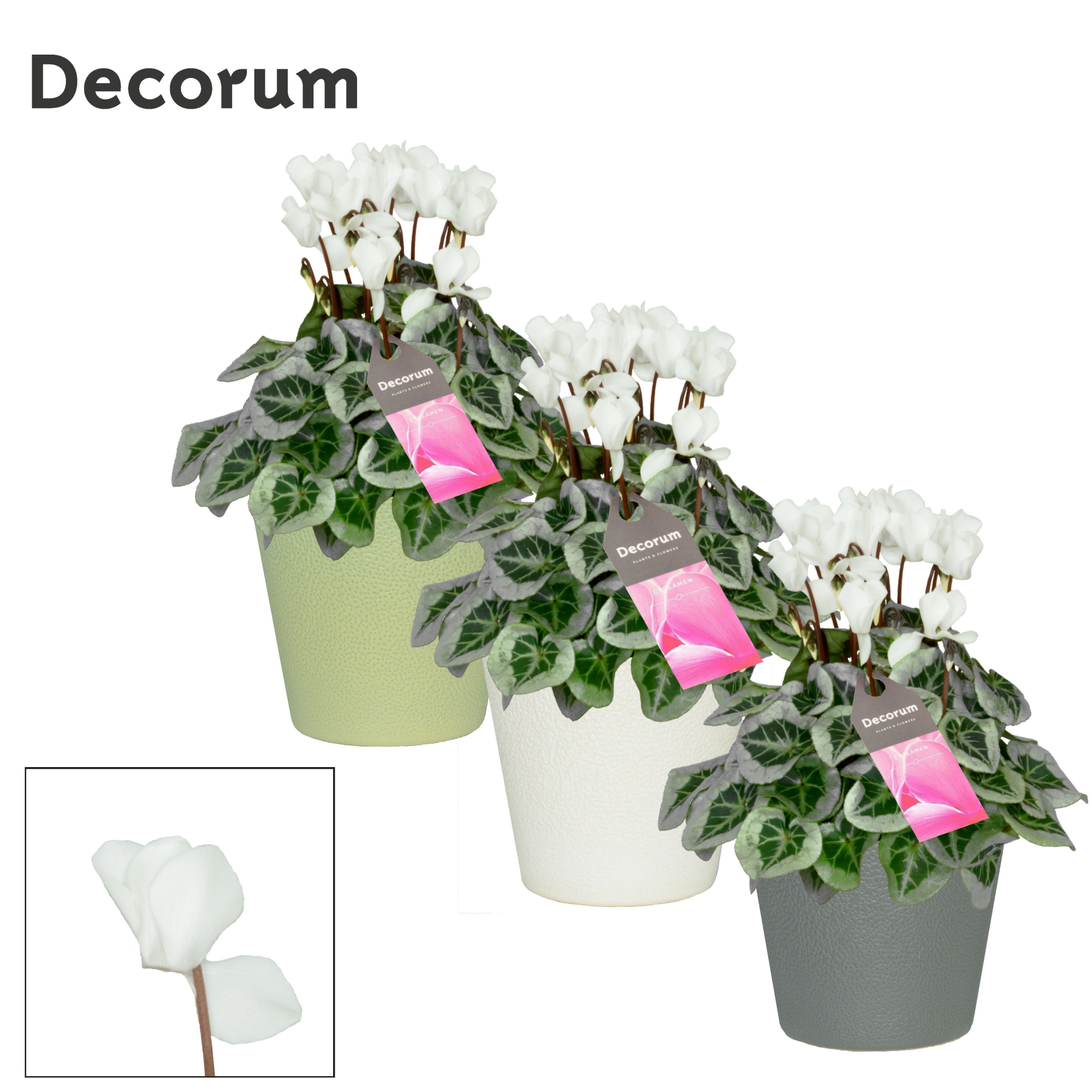 Cyclamen SS Picasso Wit in Ruby Decorum, D 13 cm