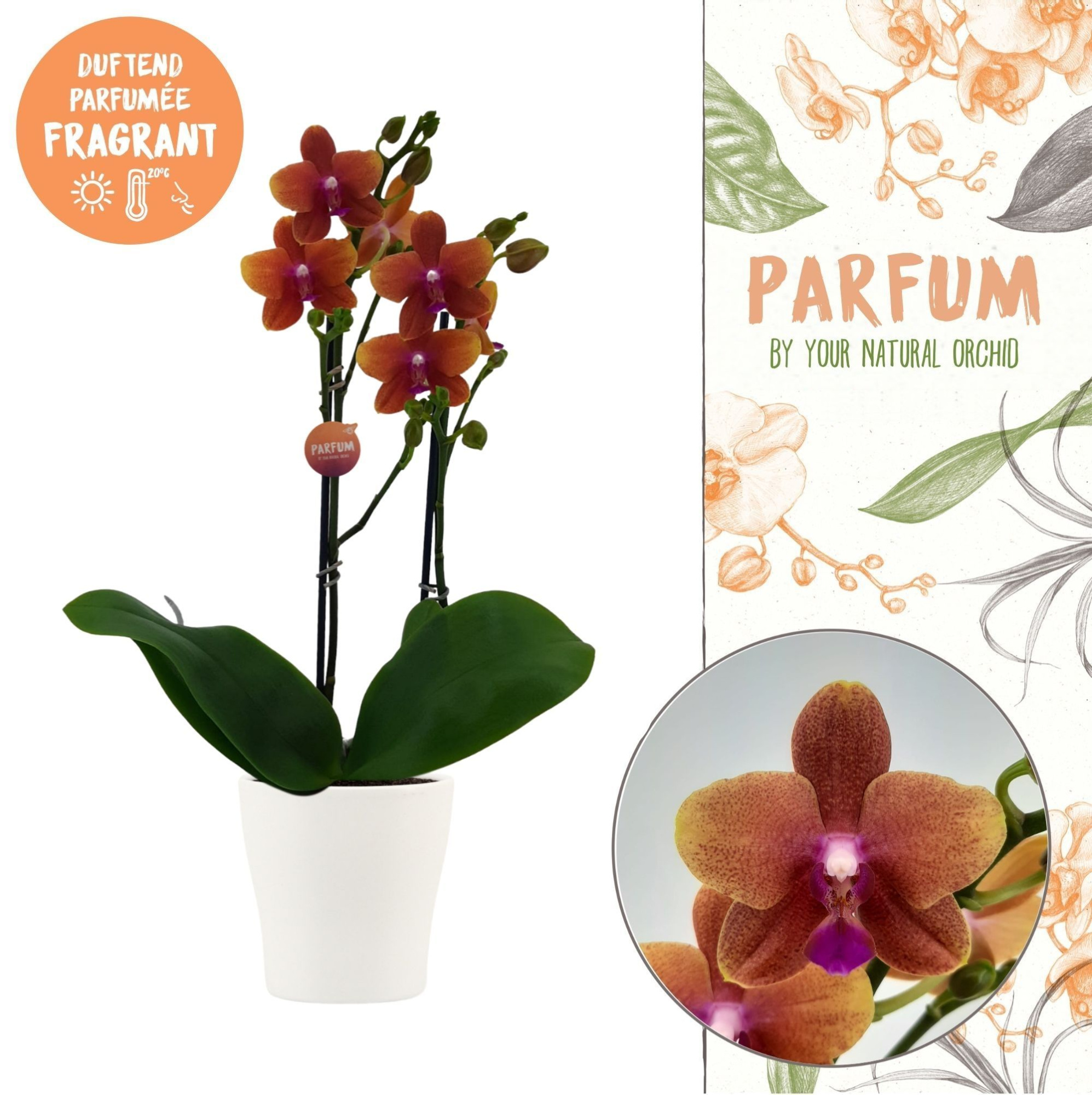 Parfum | Bolgheri in Anna wit pot | Phalaenopsis 2 spike, D 12 cm