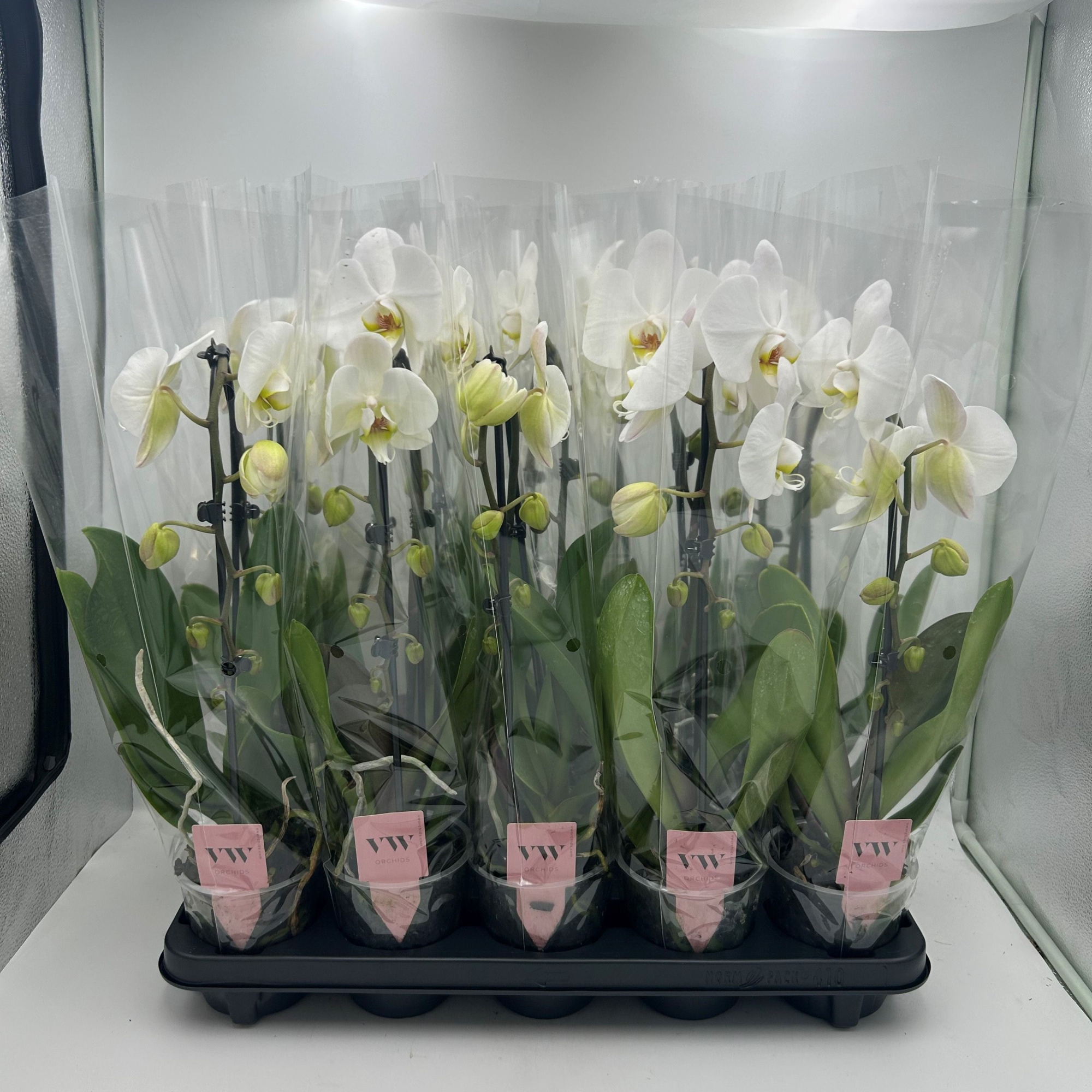 Phalaenopsis Cascade 1 tak wit, D 12 cm