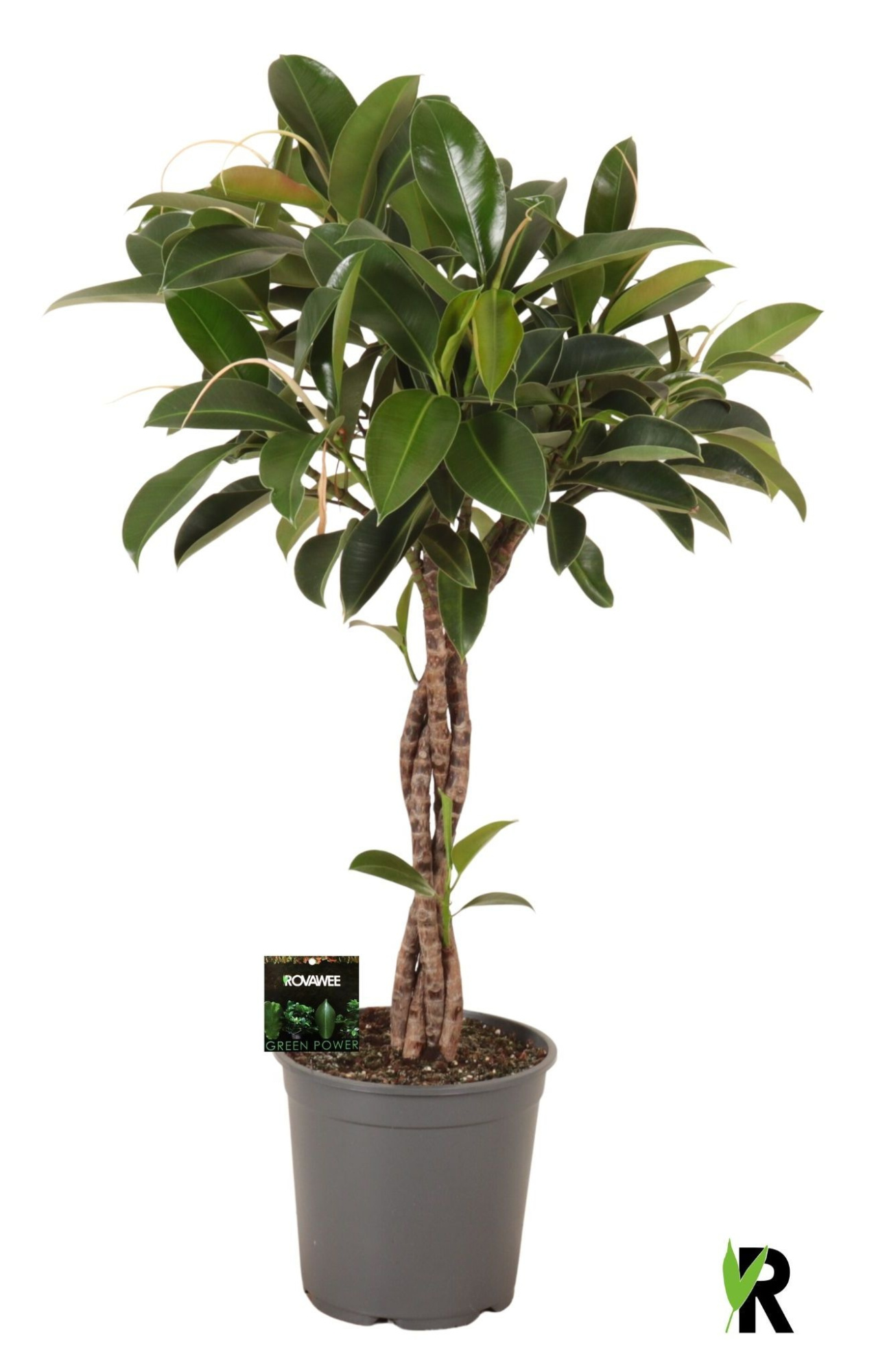 Ficus elast. Melany gevlochten stam, D 27