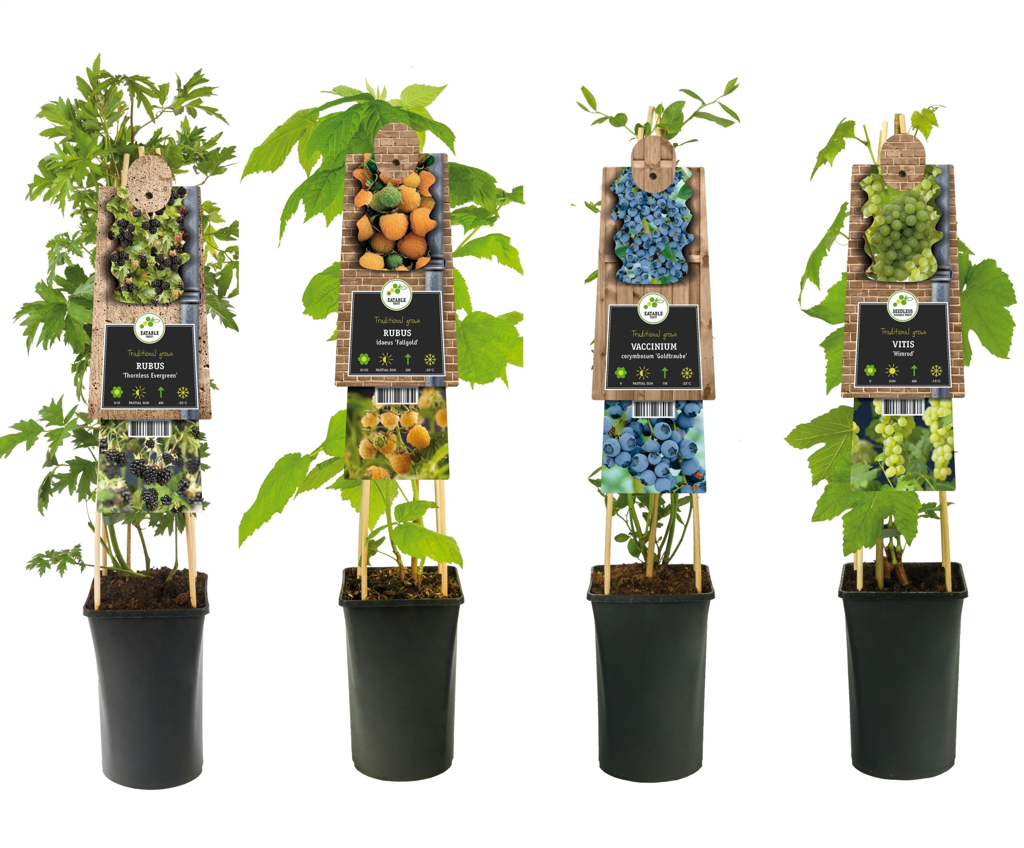 Mix CC Fruit +3.0 label, D 17 cm