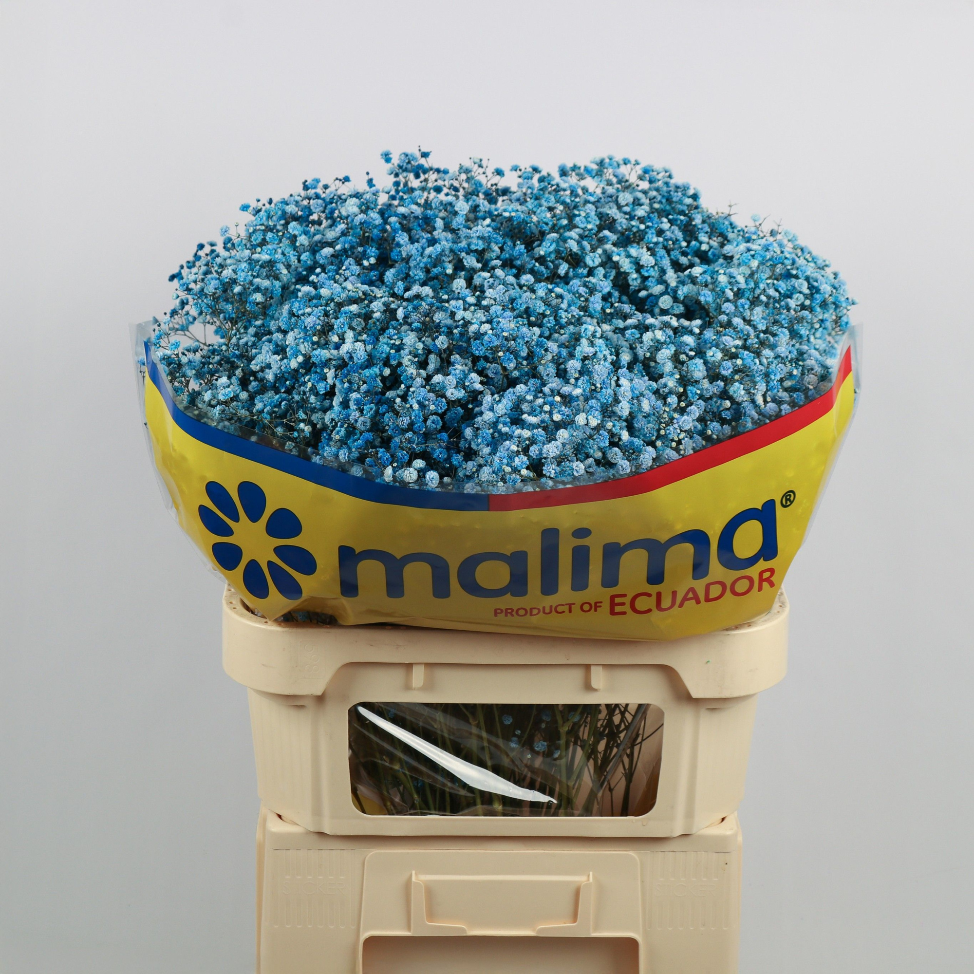 Гипсофила Овериг Крашеная (краш. ) 75, шт.