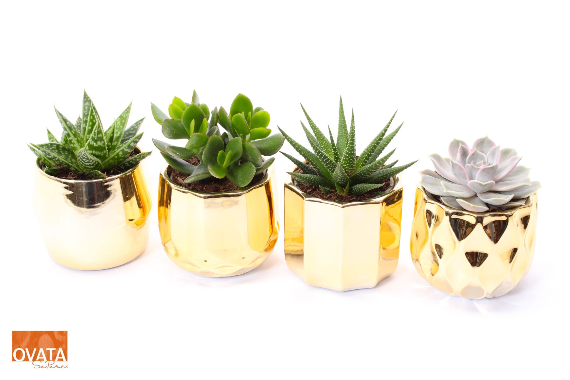 Succulent mix in Los Angeles 10 UK - NON CITES, D 10 cm