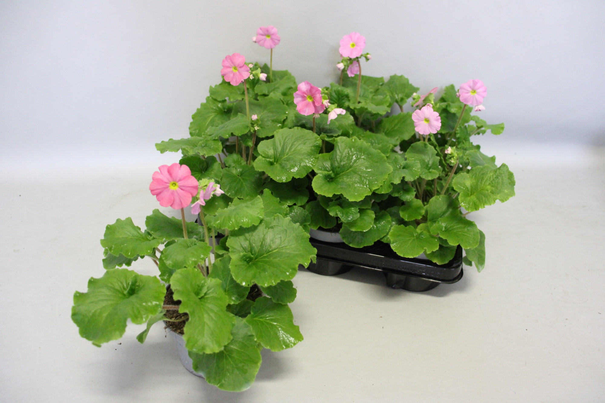 Primula obconica 13cm Magenta, D 13