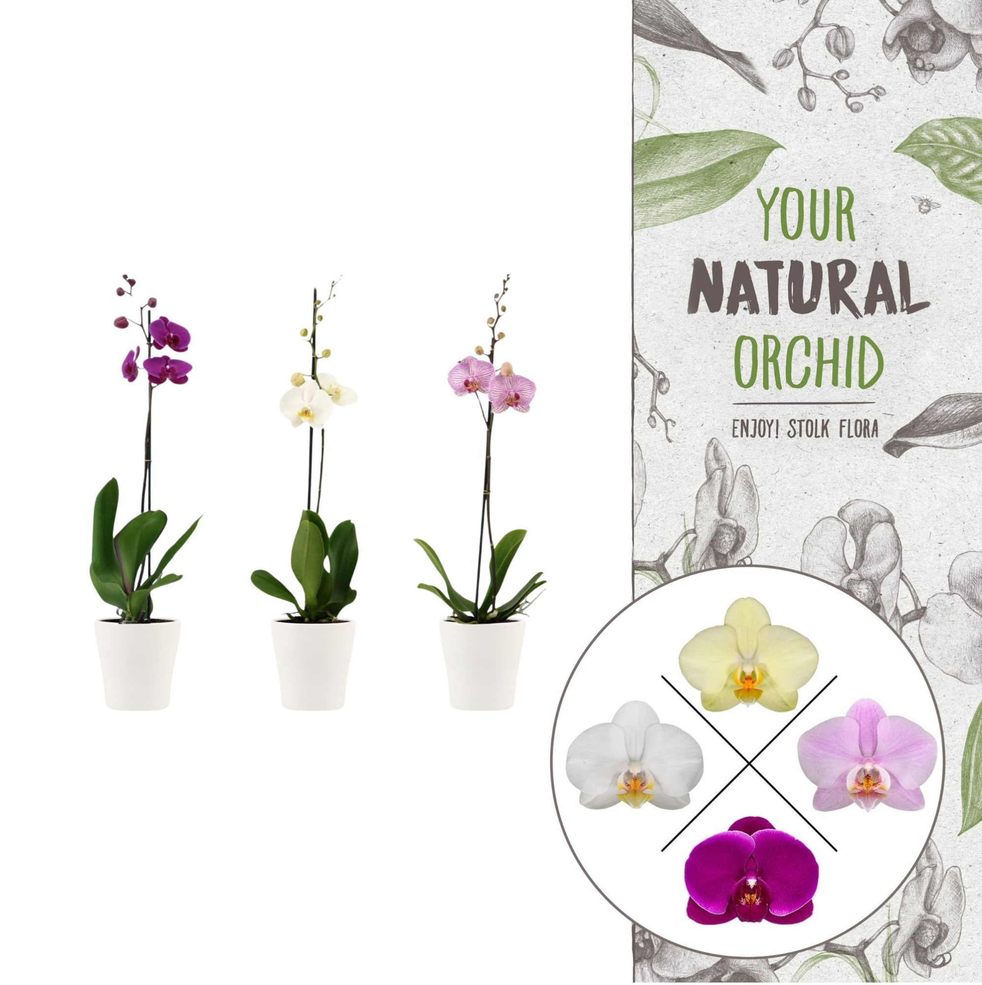 Your Natural Orchid | Mix in Anna wit keramiek | Phal. 1 spike, D 12 cm
