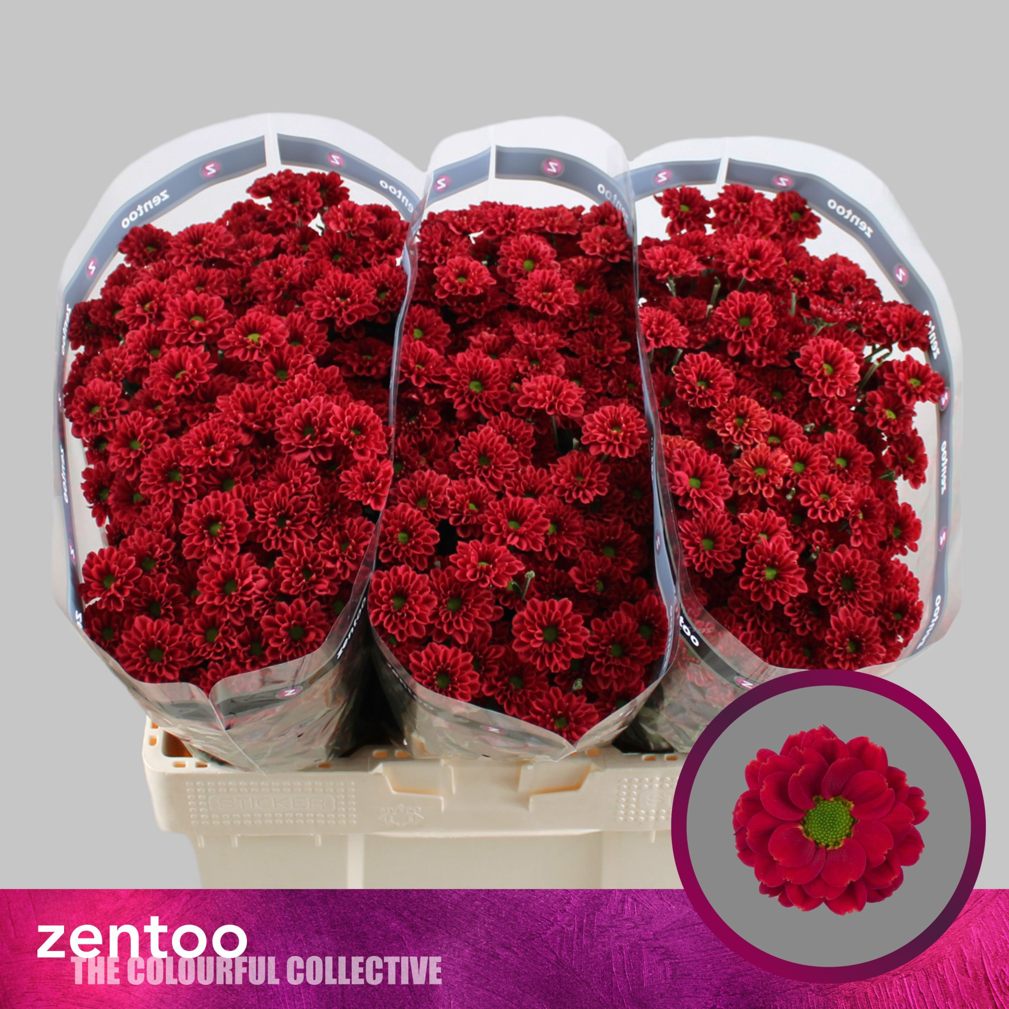 Сантини Мелисса Рэд, шт.