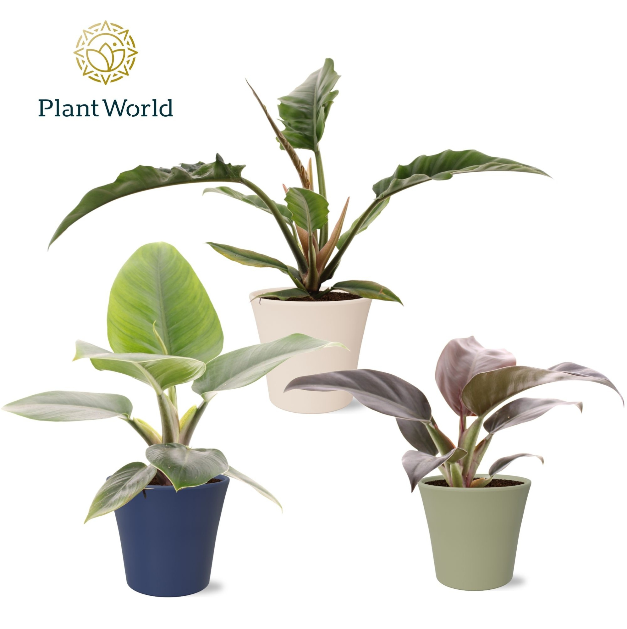 Philodendron mix in pot Coco collectie Top Bend, D 14 cm