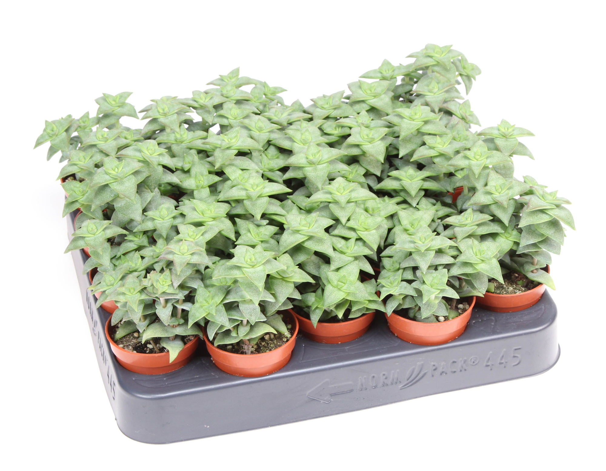 Crassula perfossa green, D 5,5 cm