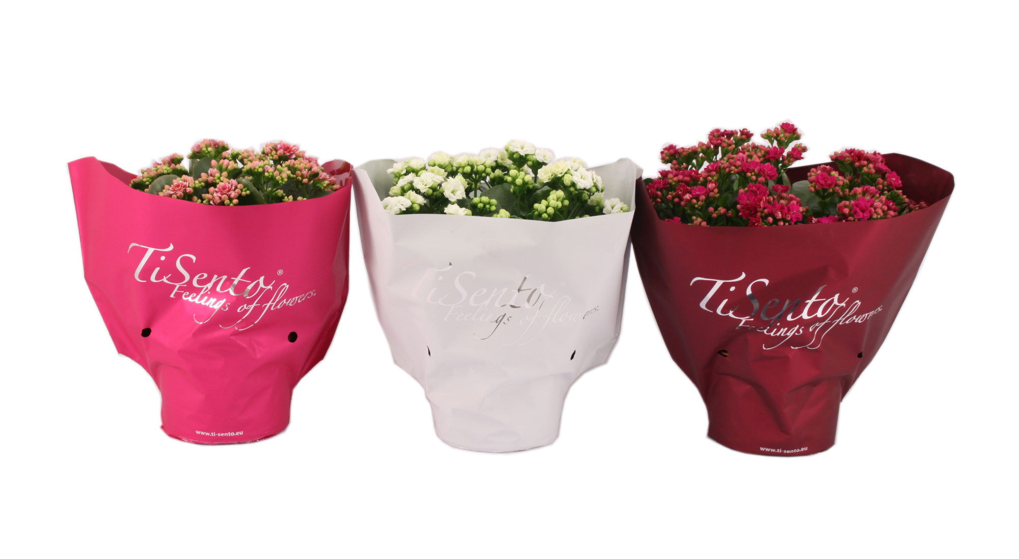 Calandiva 15 cm Voorjaar Mix, D 15