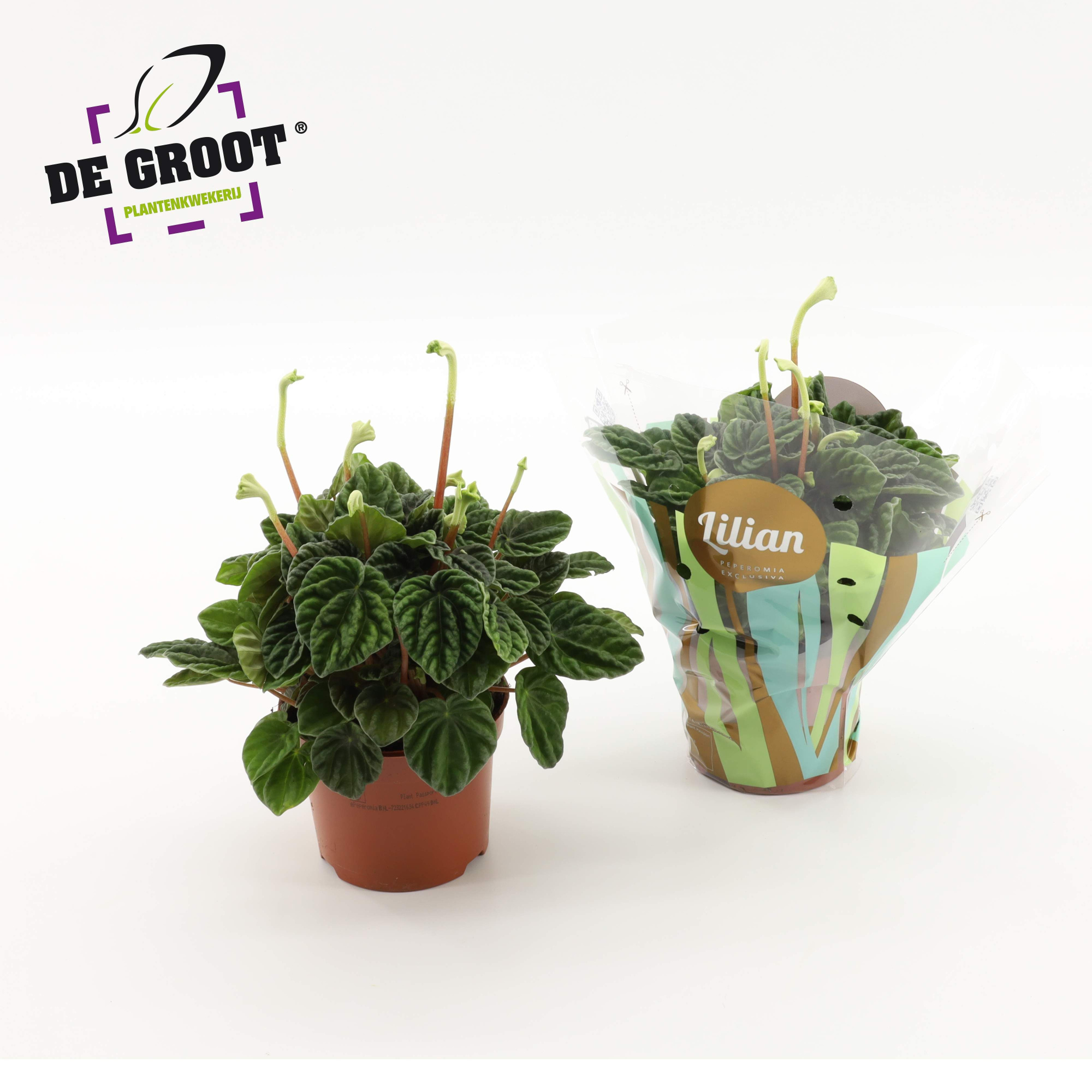 Peperomia Lilian, D 12