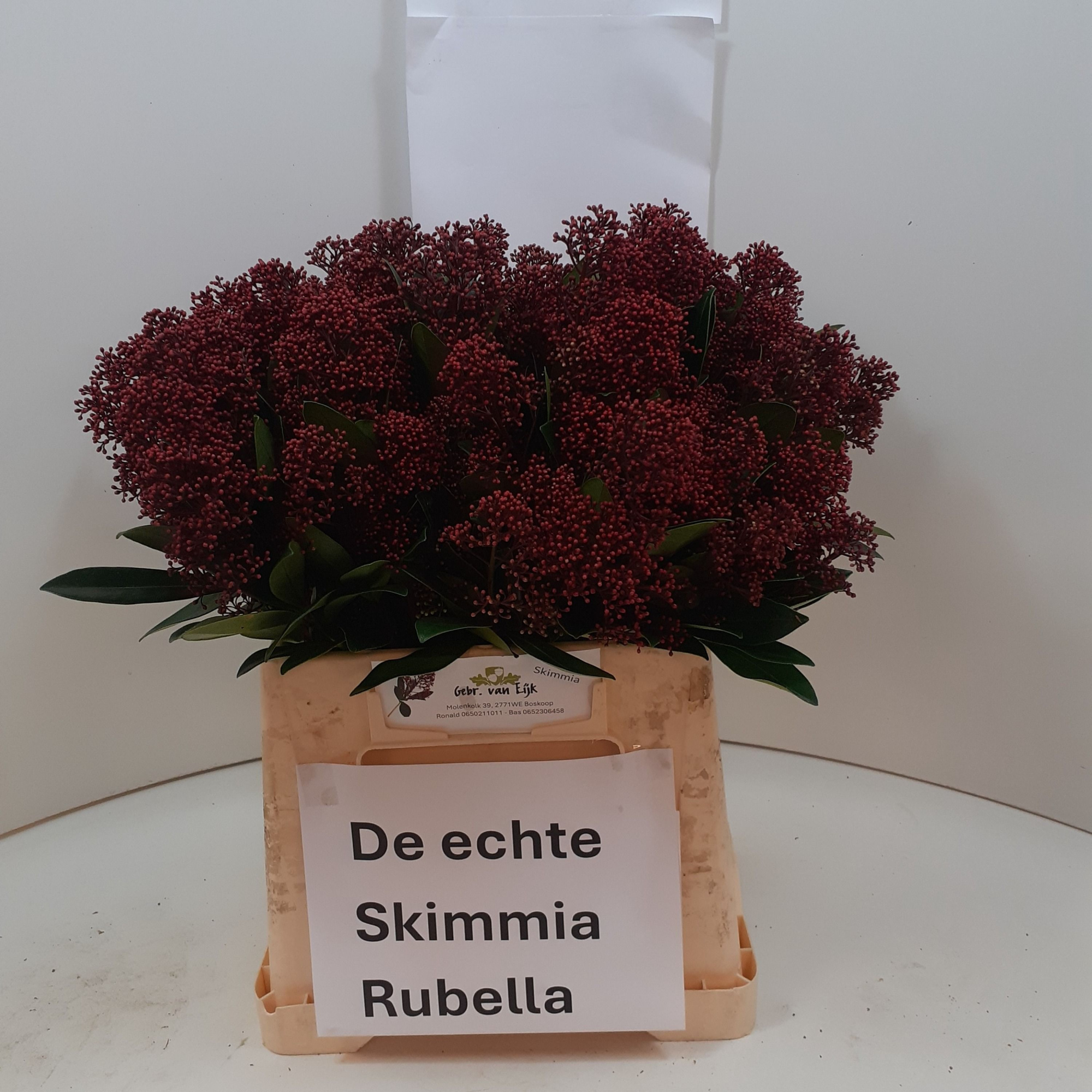 Скимия Рубелла за пучок 40 (красн.), пуч.