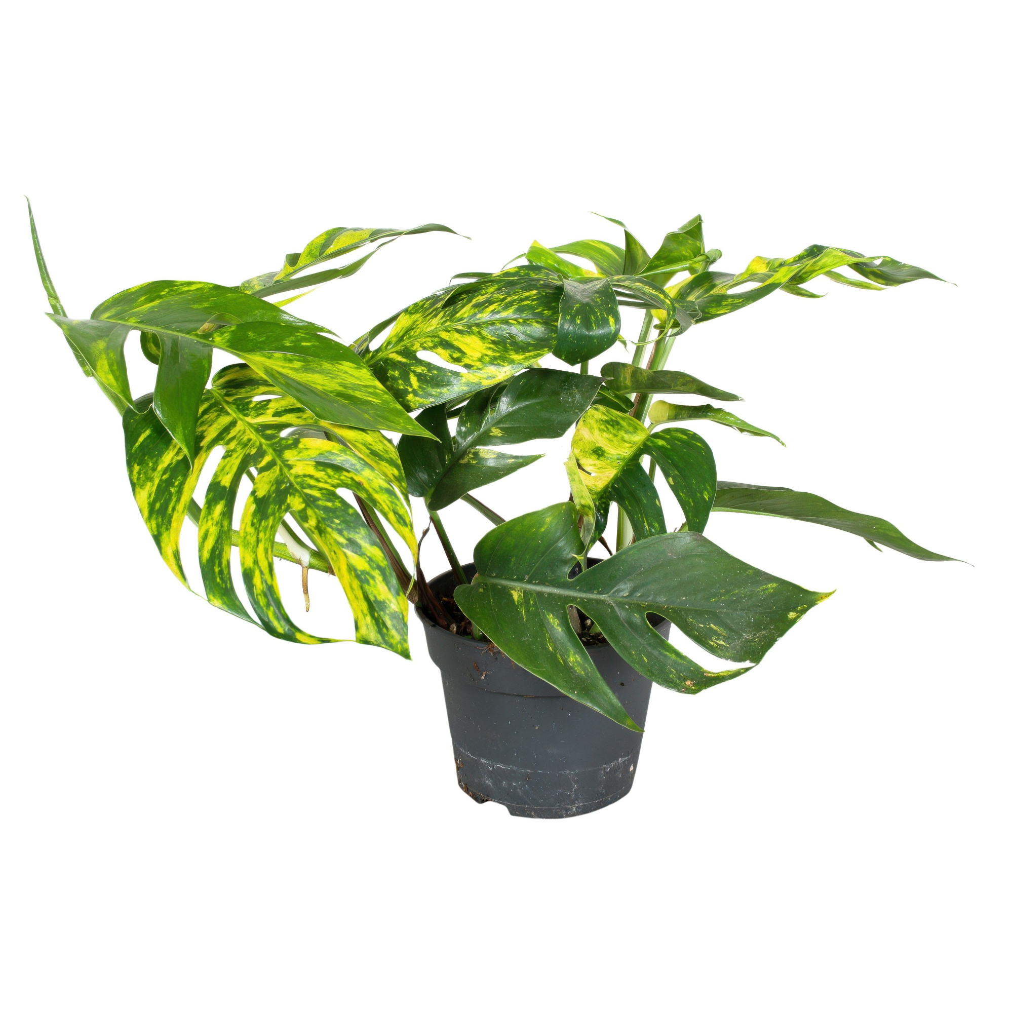 Epipremnum Pinnatum Cintho Goldfinger, D 17 cm