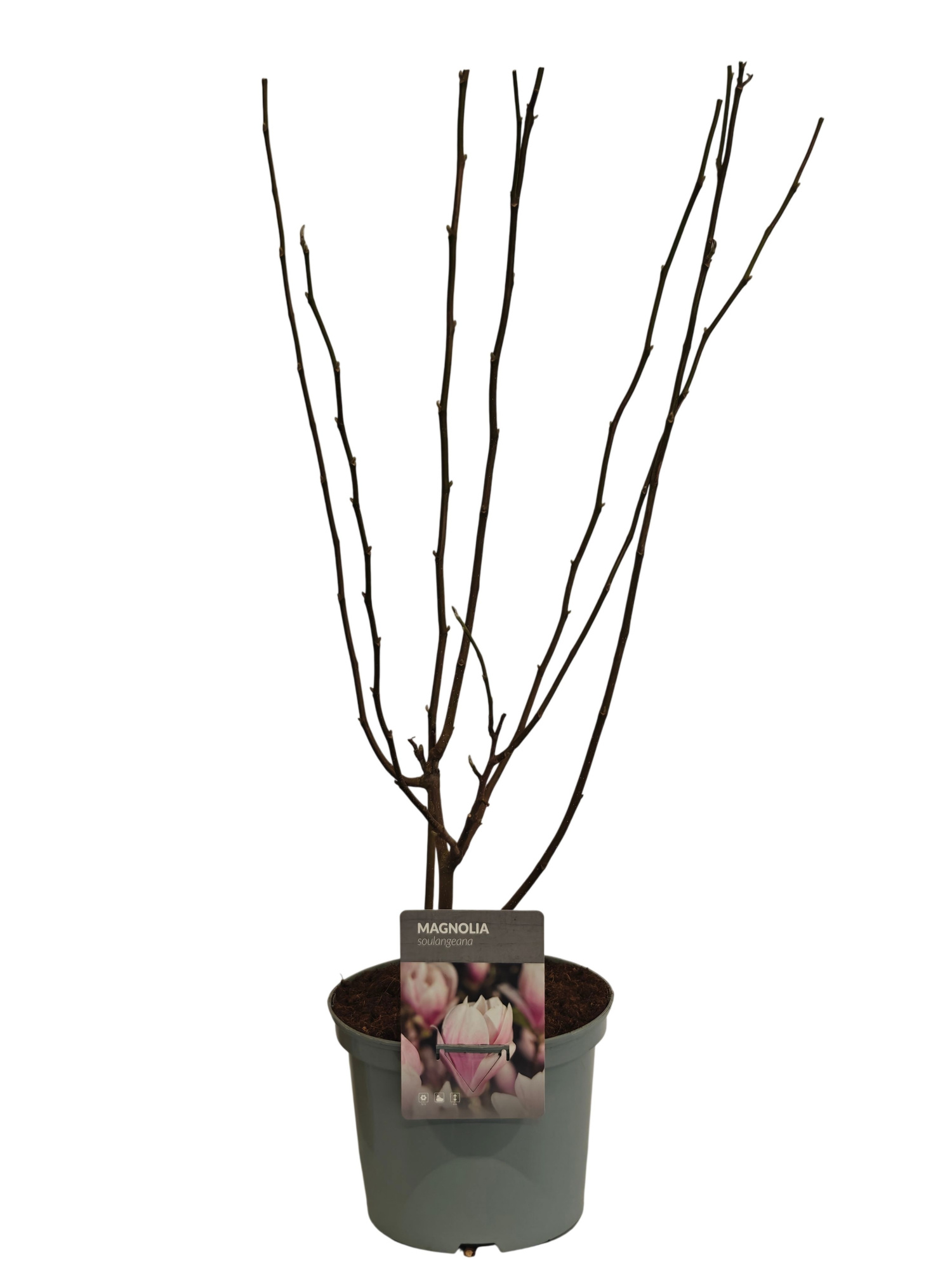 Magnolia x soulangeana C5, D 23