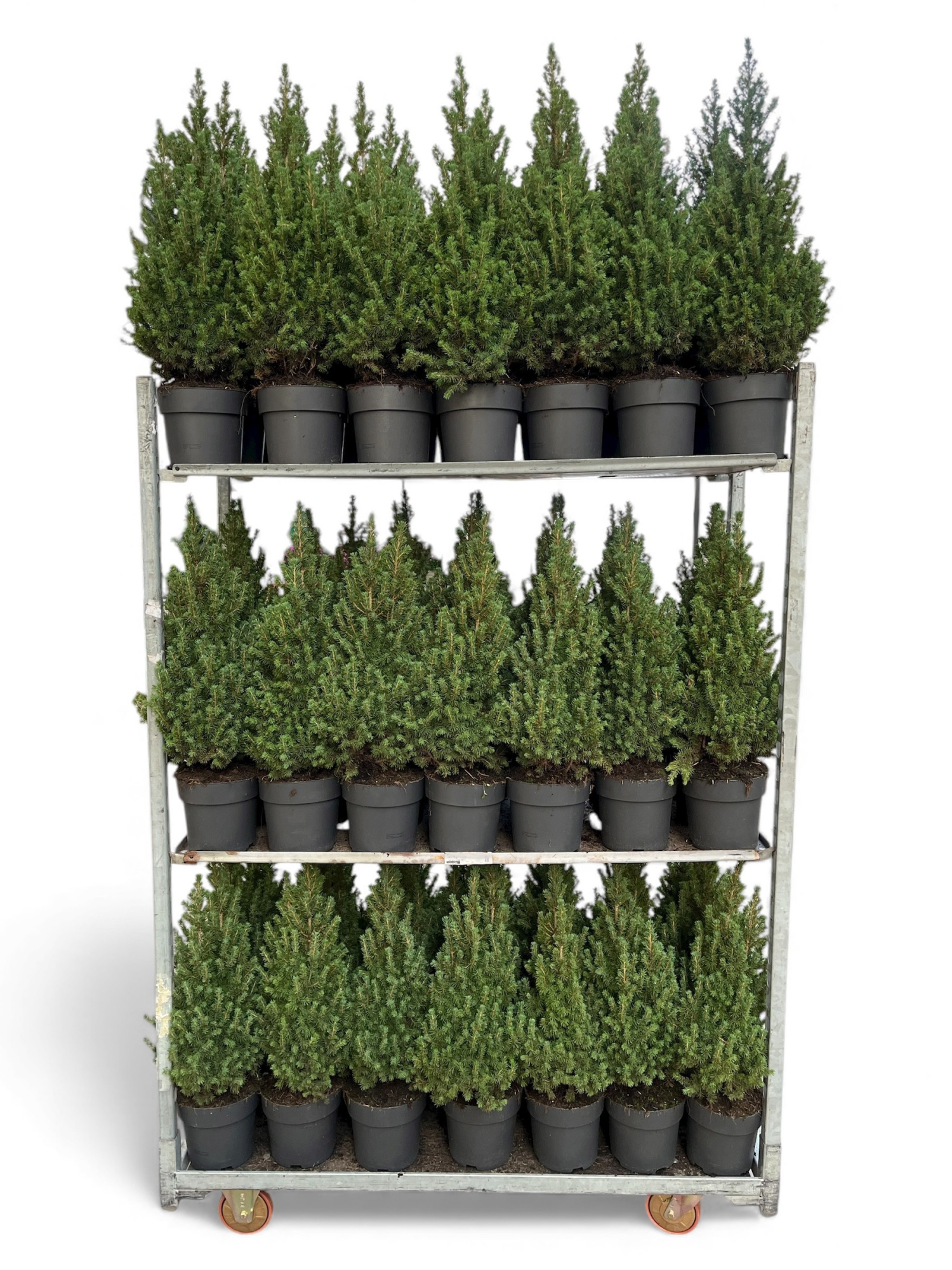 Picea glauca Conica 60-70 C3, D 19 cm