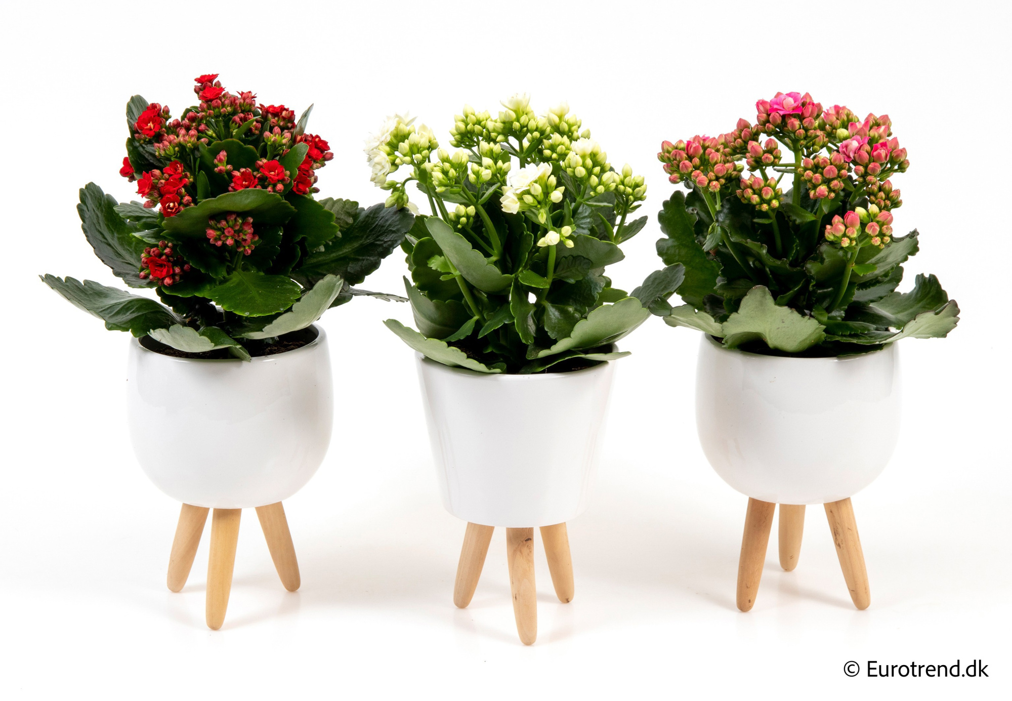Kalanchoe Roseflowers in New Look ceramic 2026, D 11