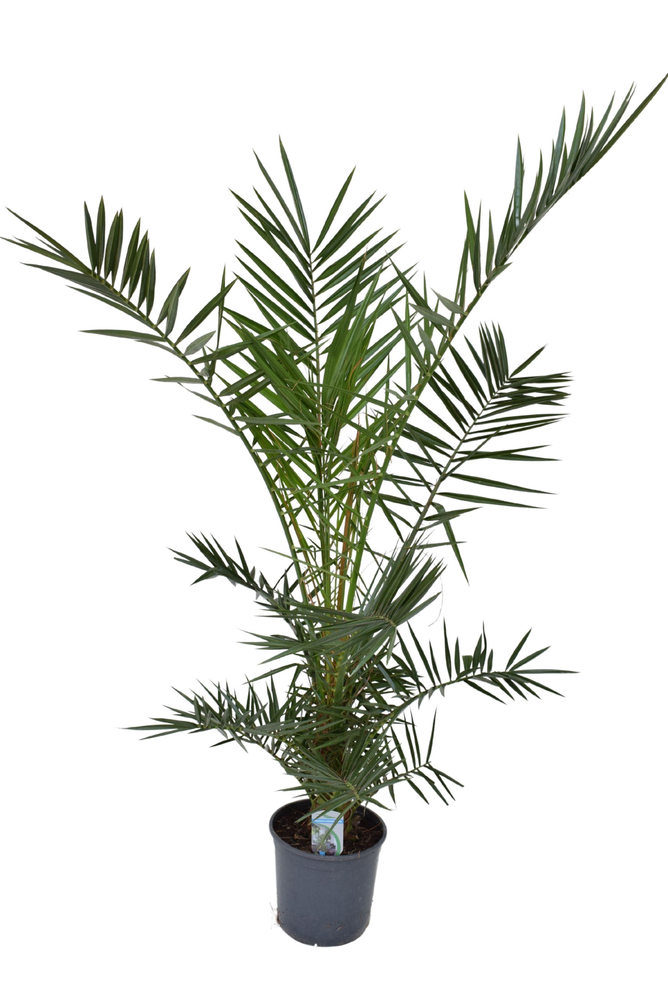 Phoenix canariensis P21 H150, D 21 cm