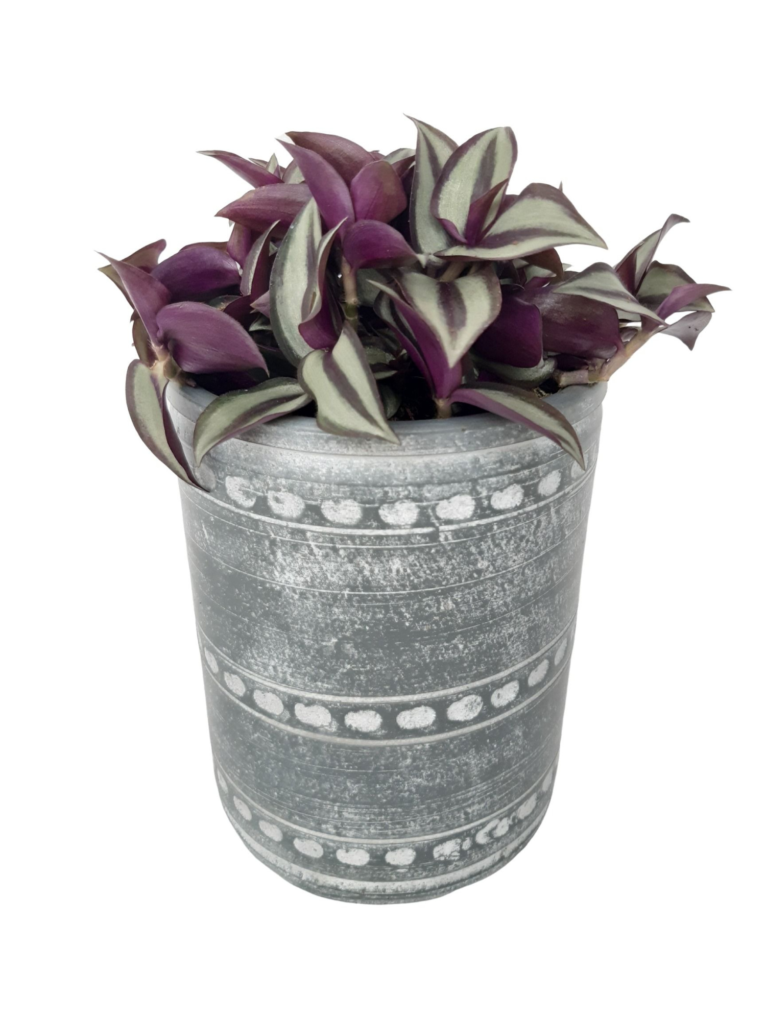 PCV16TRA Cilindervaas Grey 16cm Tradescantia Zebrina, D 16