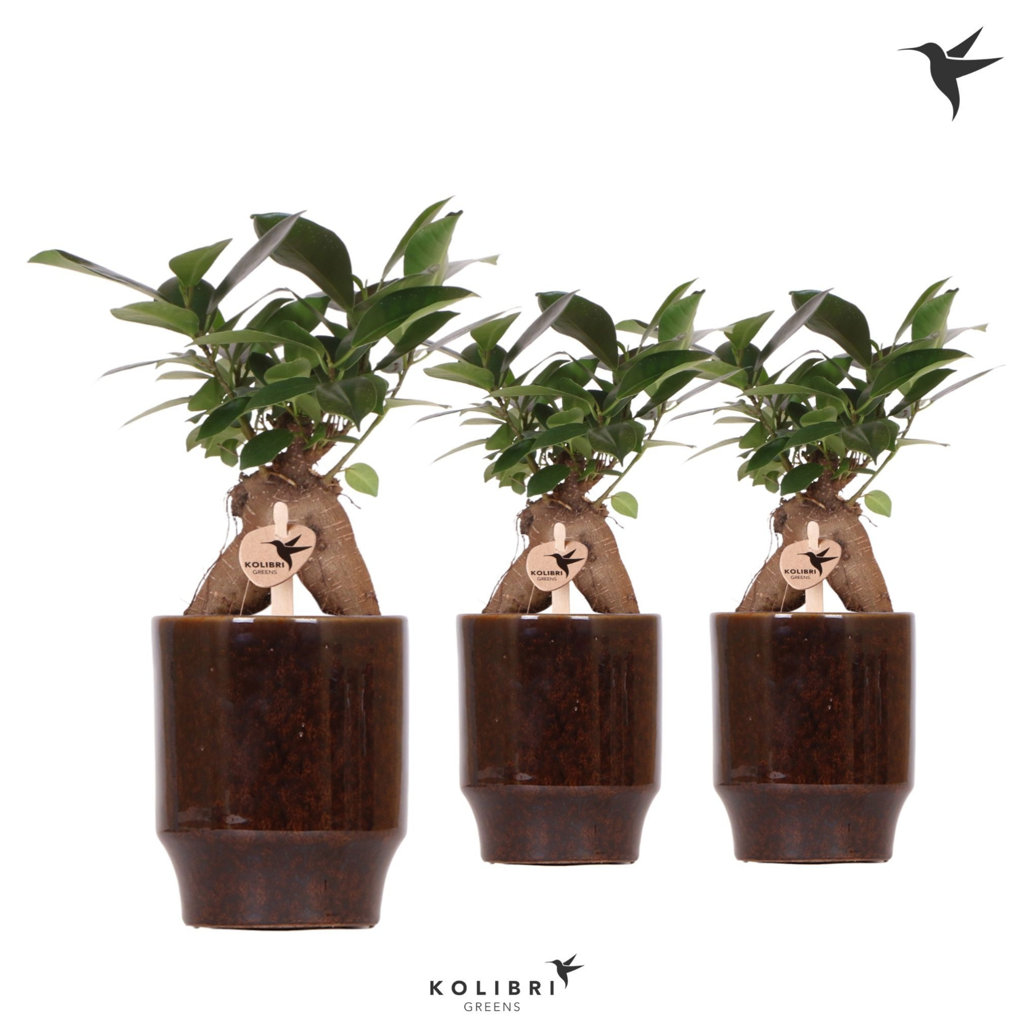 Kolibri Greens Ficus Ginseng Retusa in Classy pot brown, D 9 cm