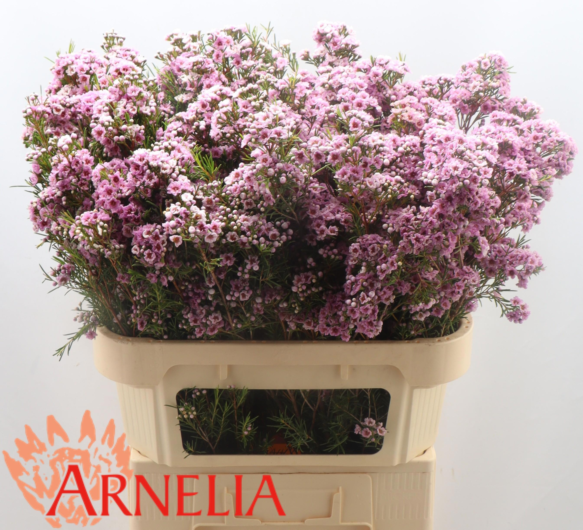 Шамелациум Жизель 80, шт.