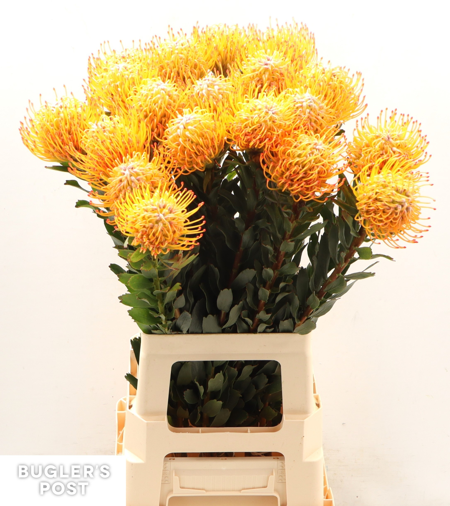 Нутанс Айоба Сан 70, шт.