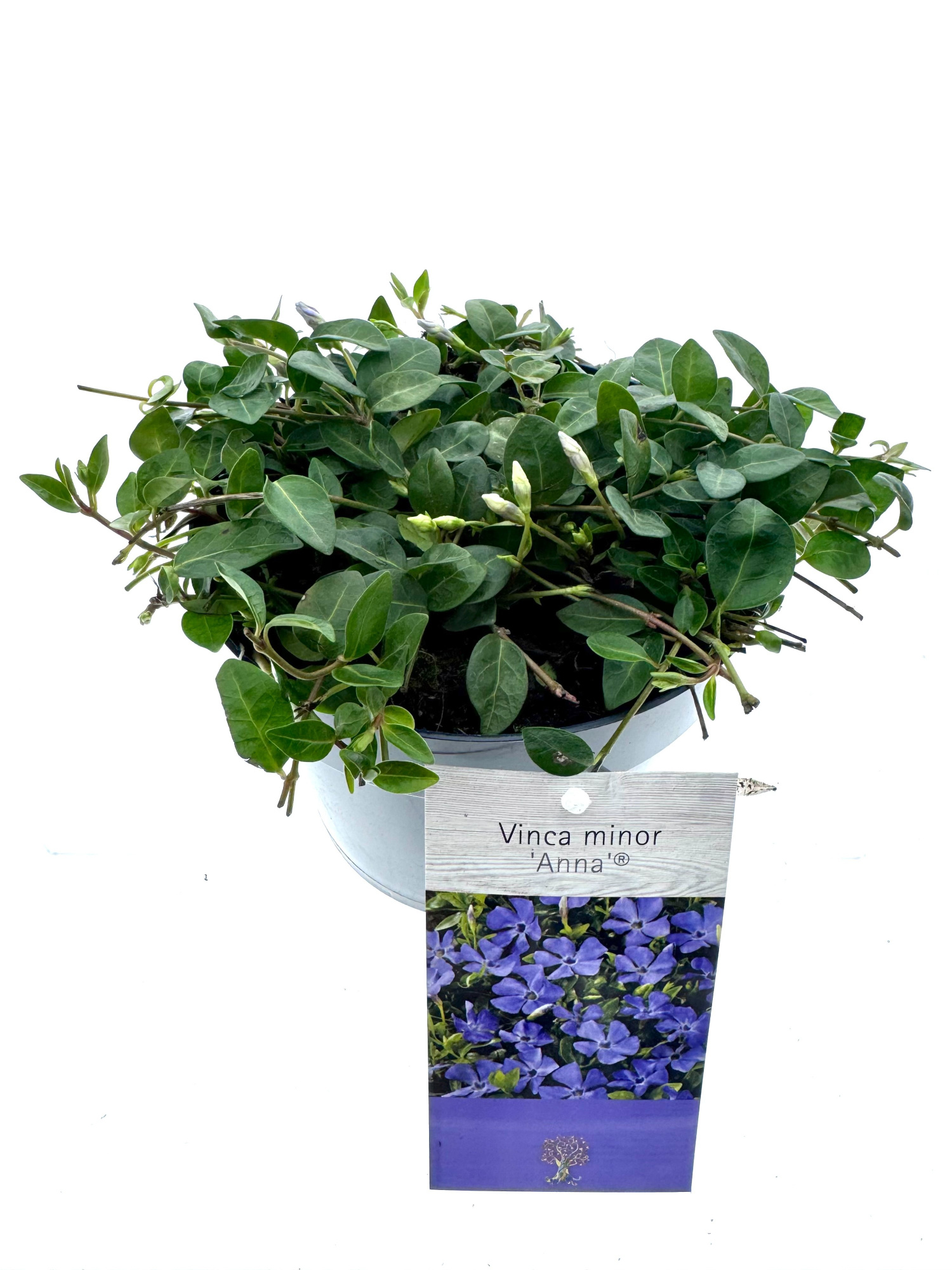 Vinca minor 'Anna', D 15